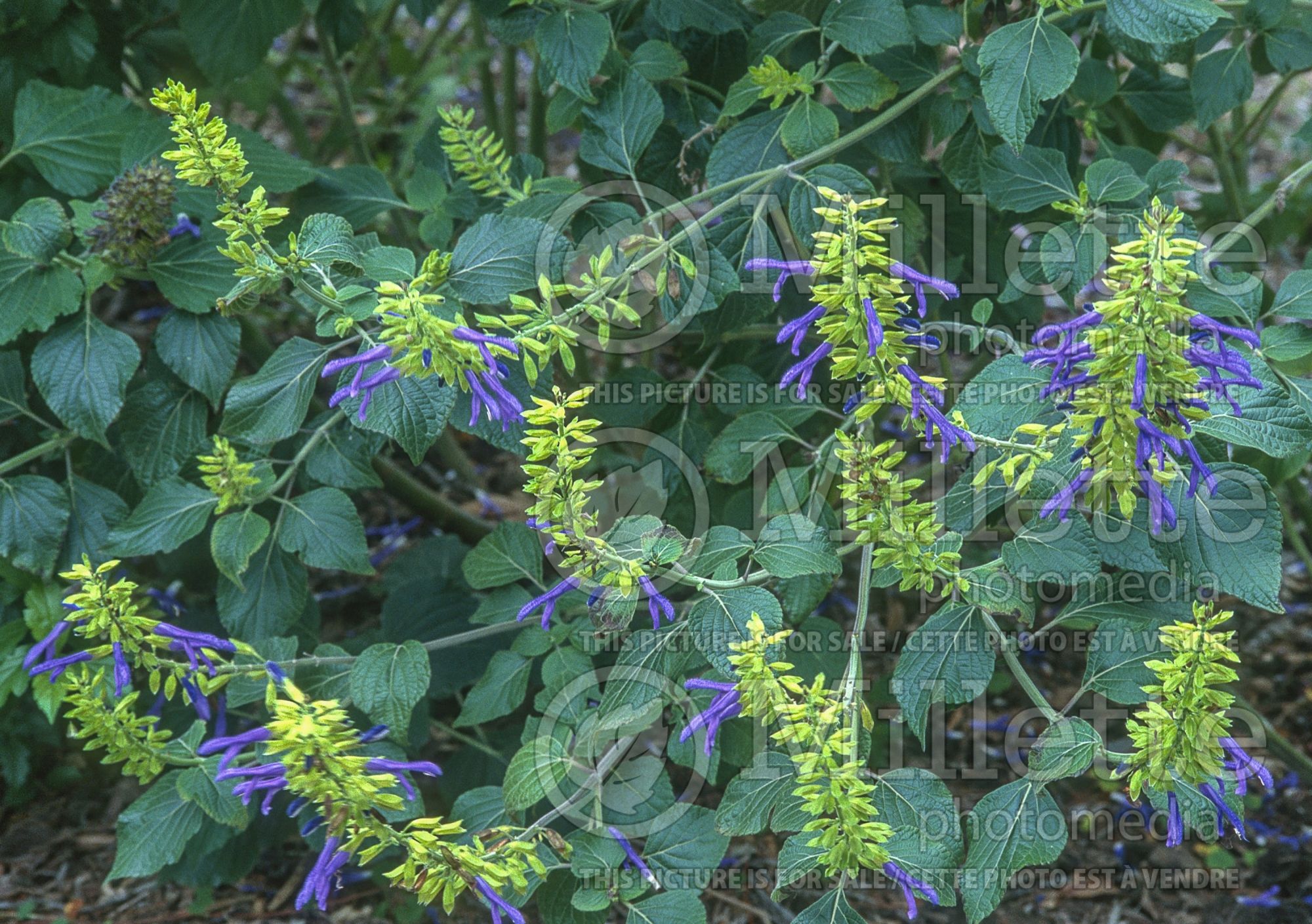 Salvia Limelight (Mexican Sage) 6