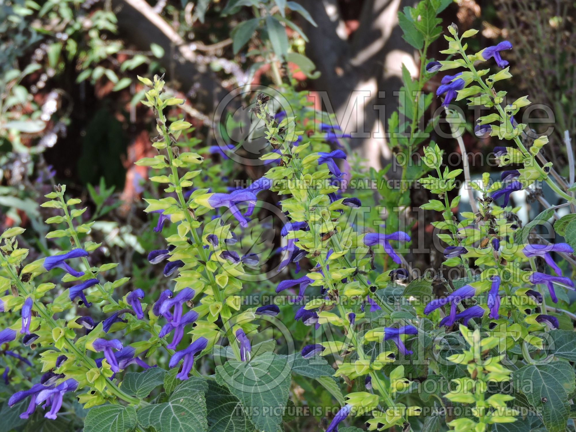 Salvia Limelight (Mexican Sage) 7