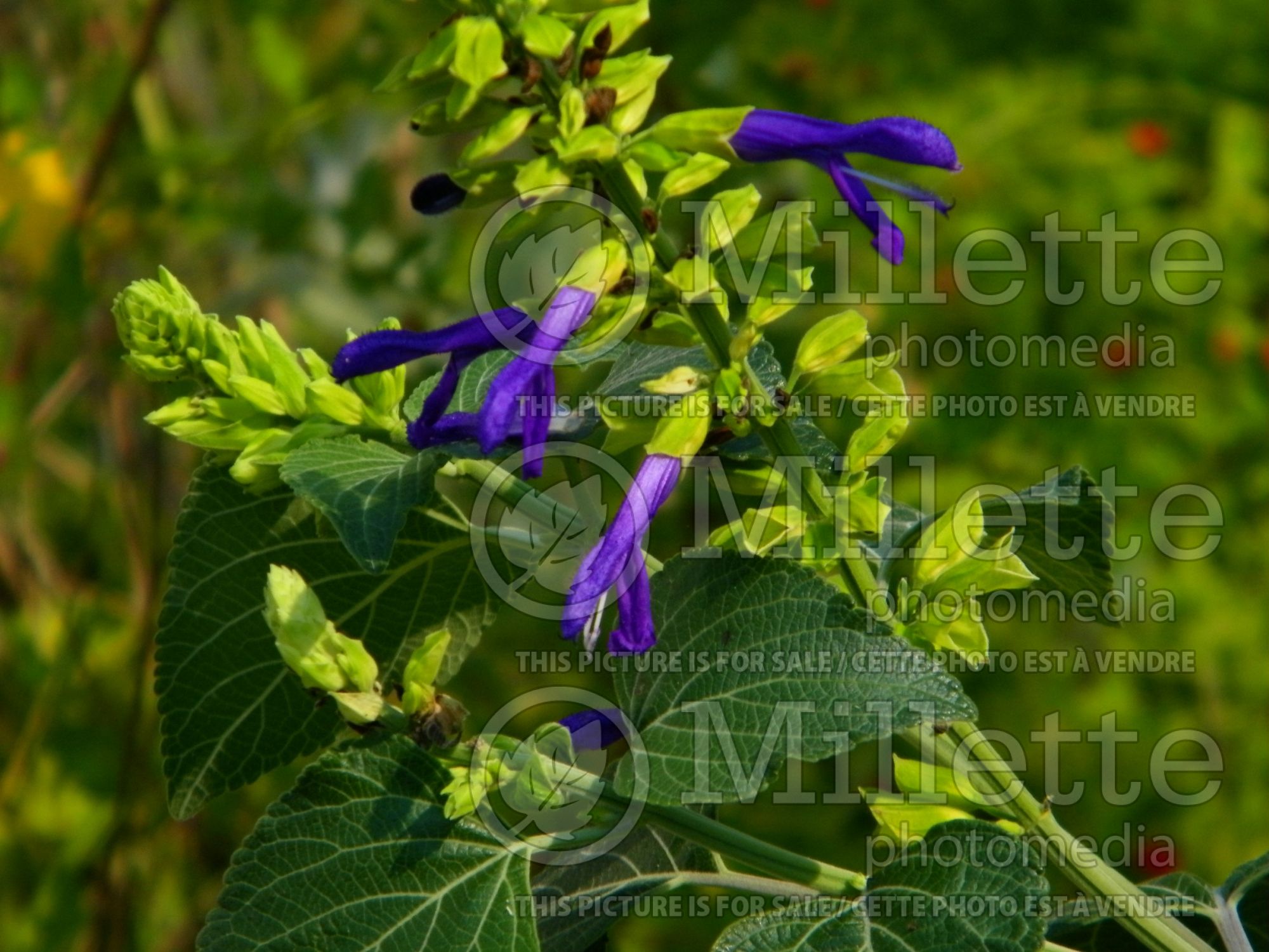 Salvia Limelight (Mexican Sage) 9