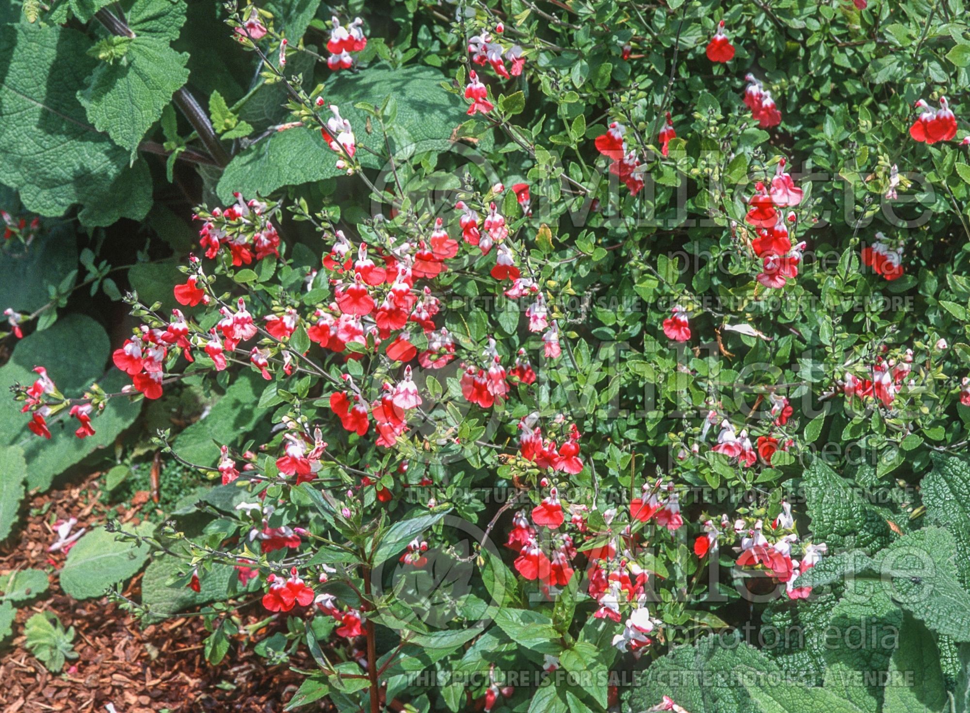 Salvia Hot Lips (Sage) 8