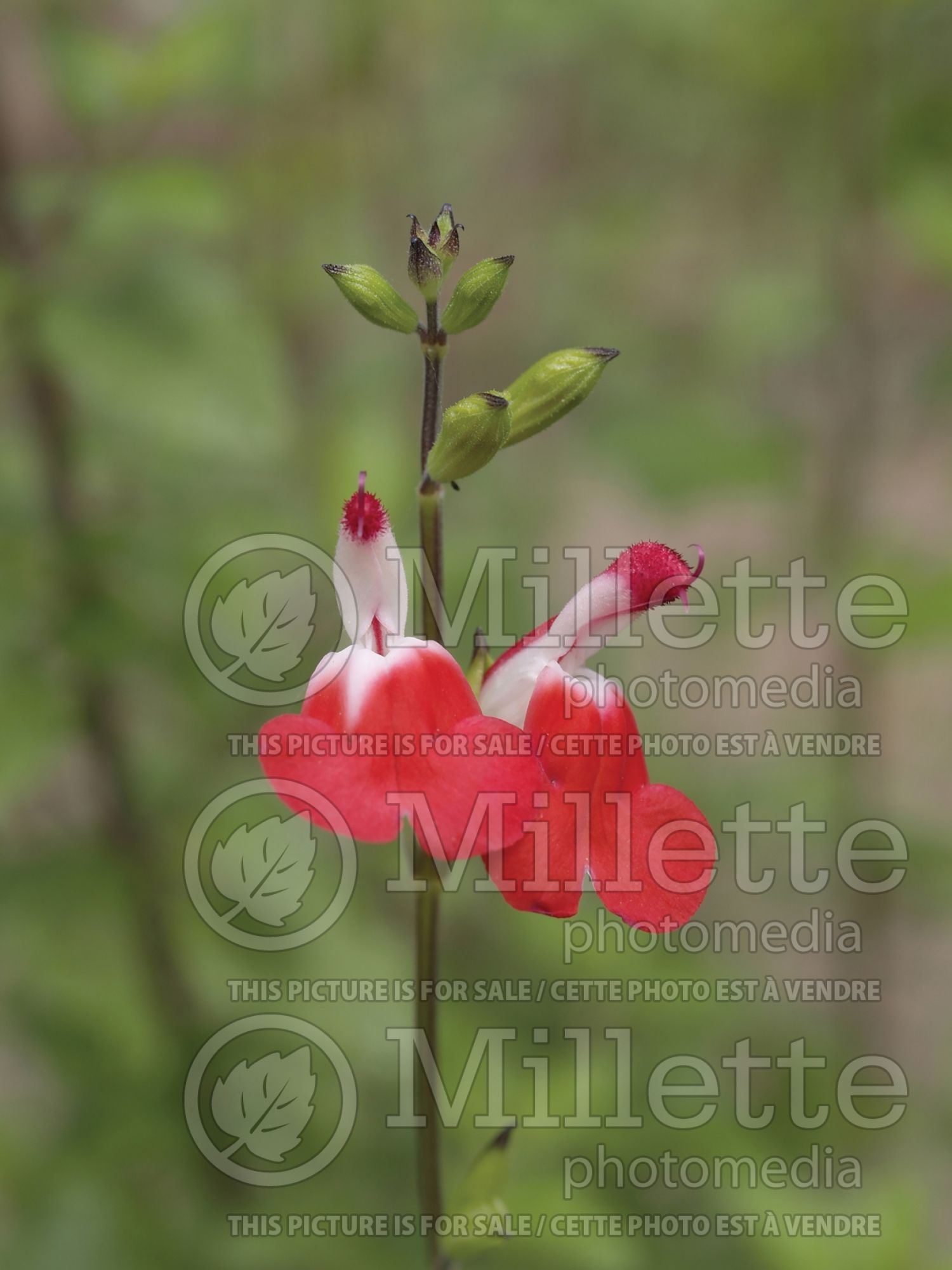 Salvia Hot Lips (Sage) 12