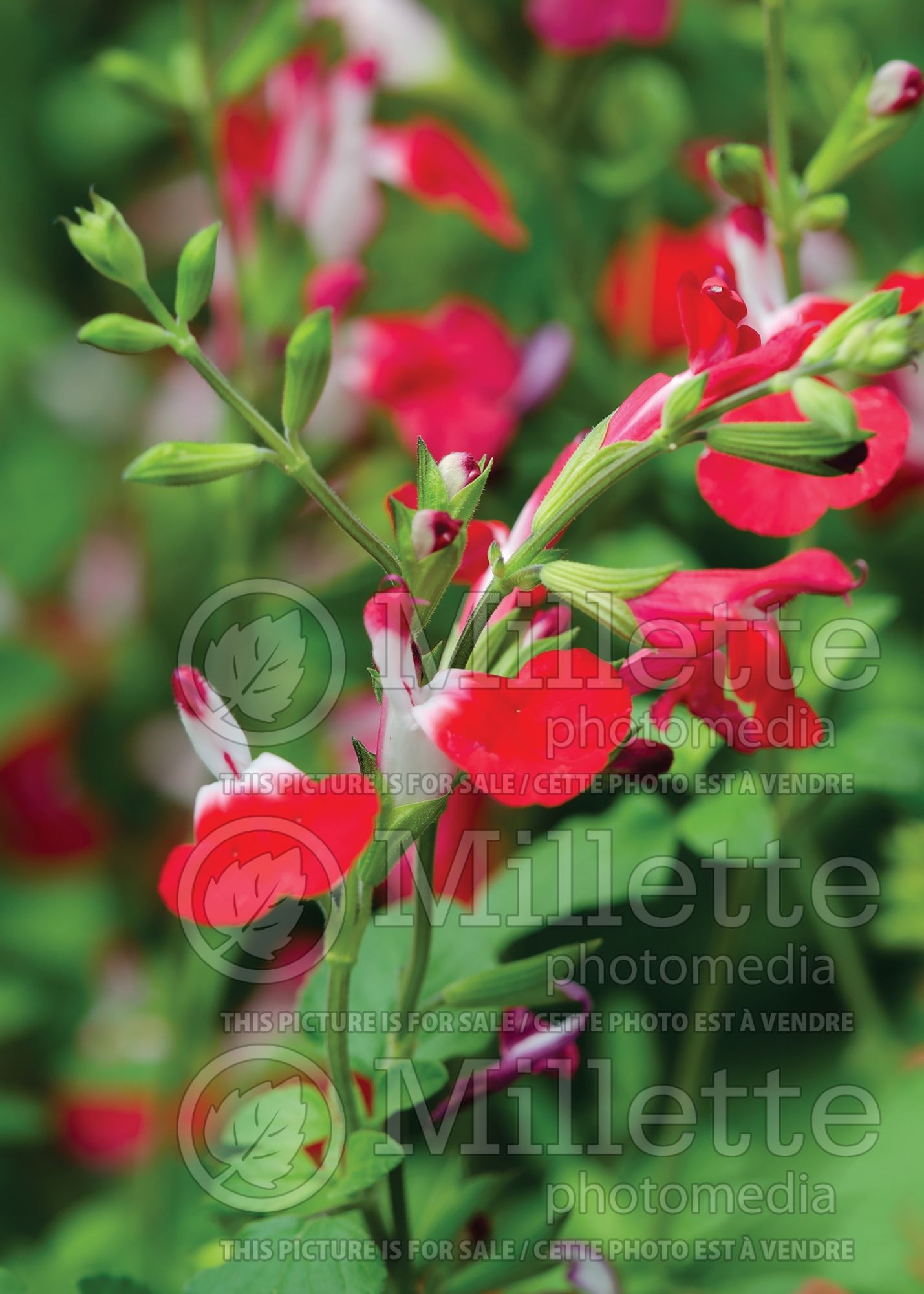 Salvia Hot Lips (Sage) 11