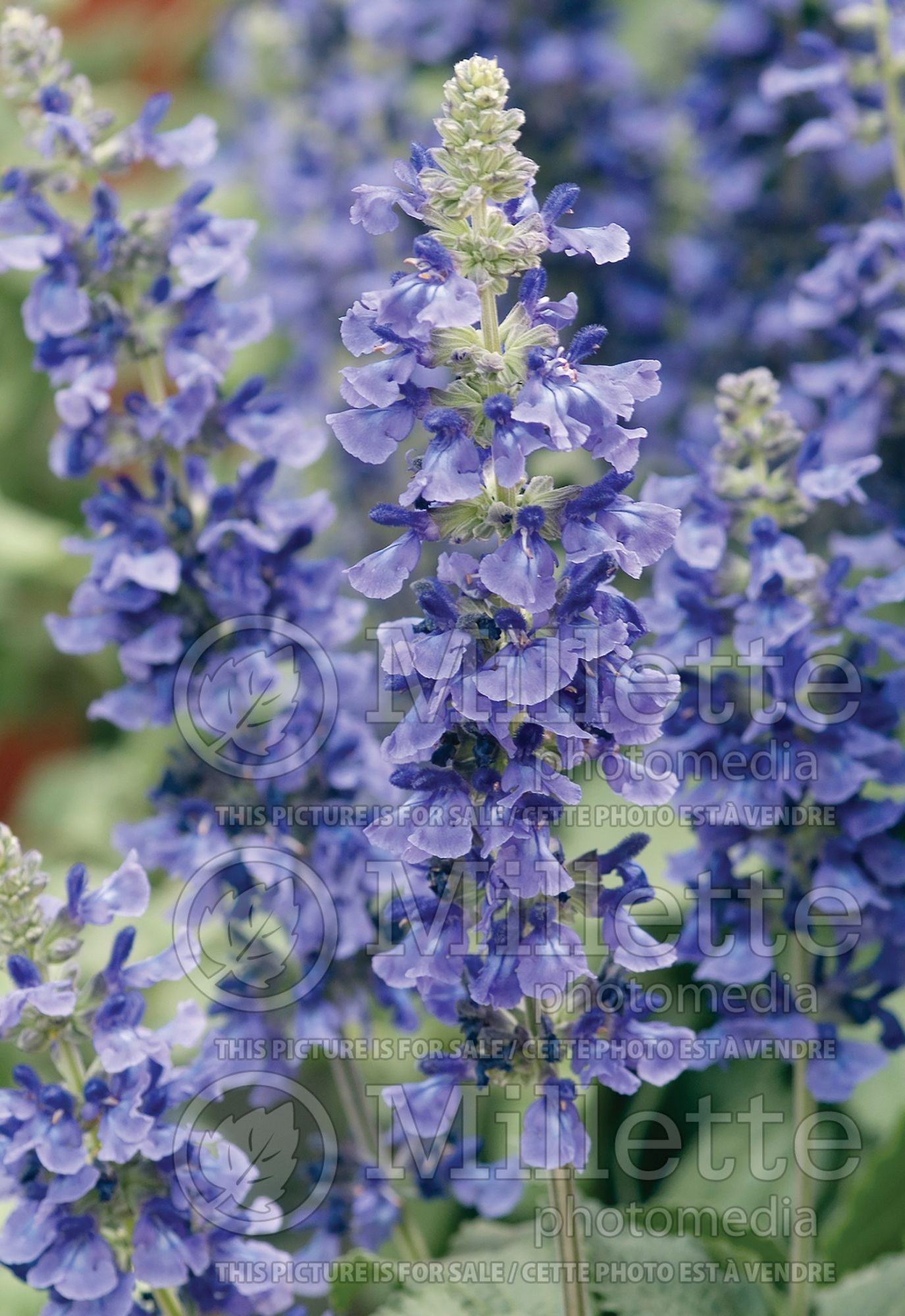Salvia Mystic Spires Blue (sage) 2