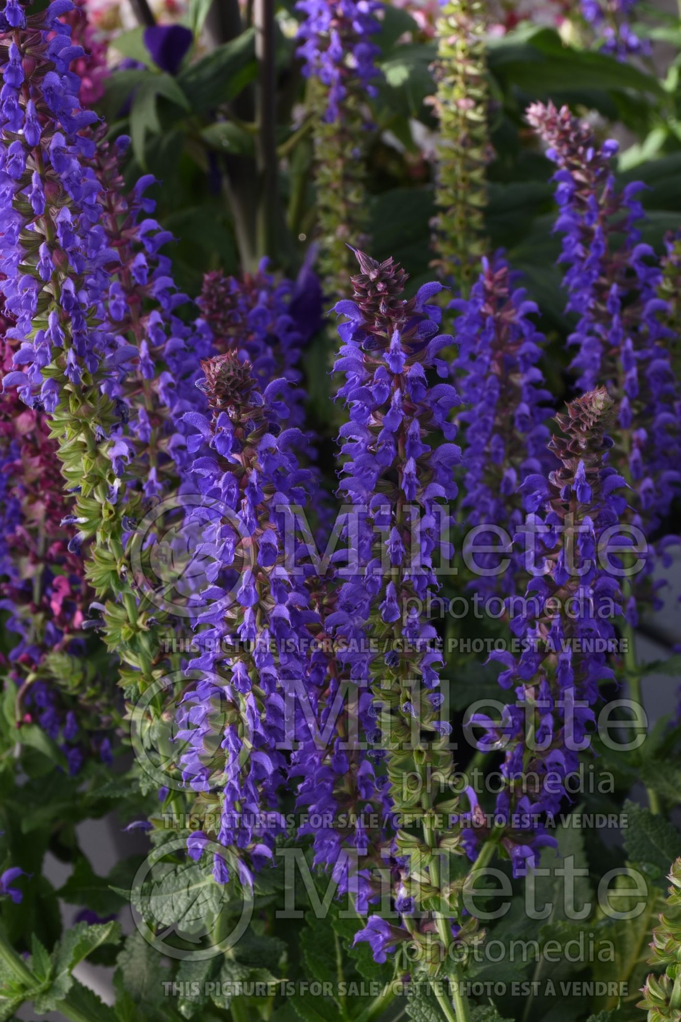 Salvia Apex Blue (Sage) 1