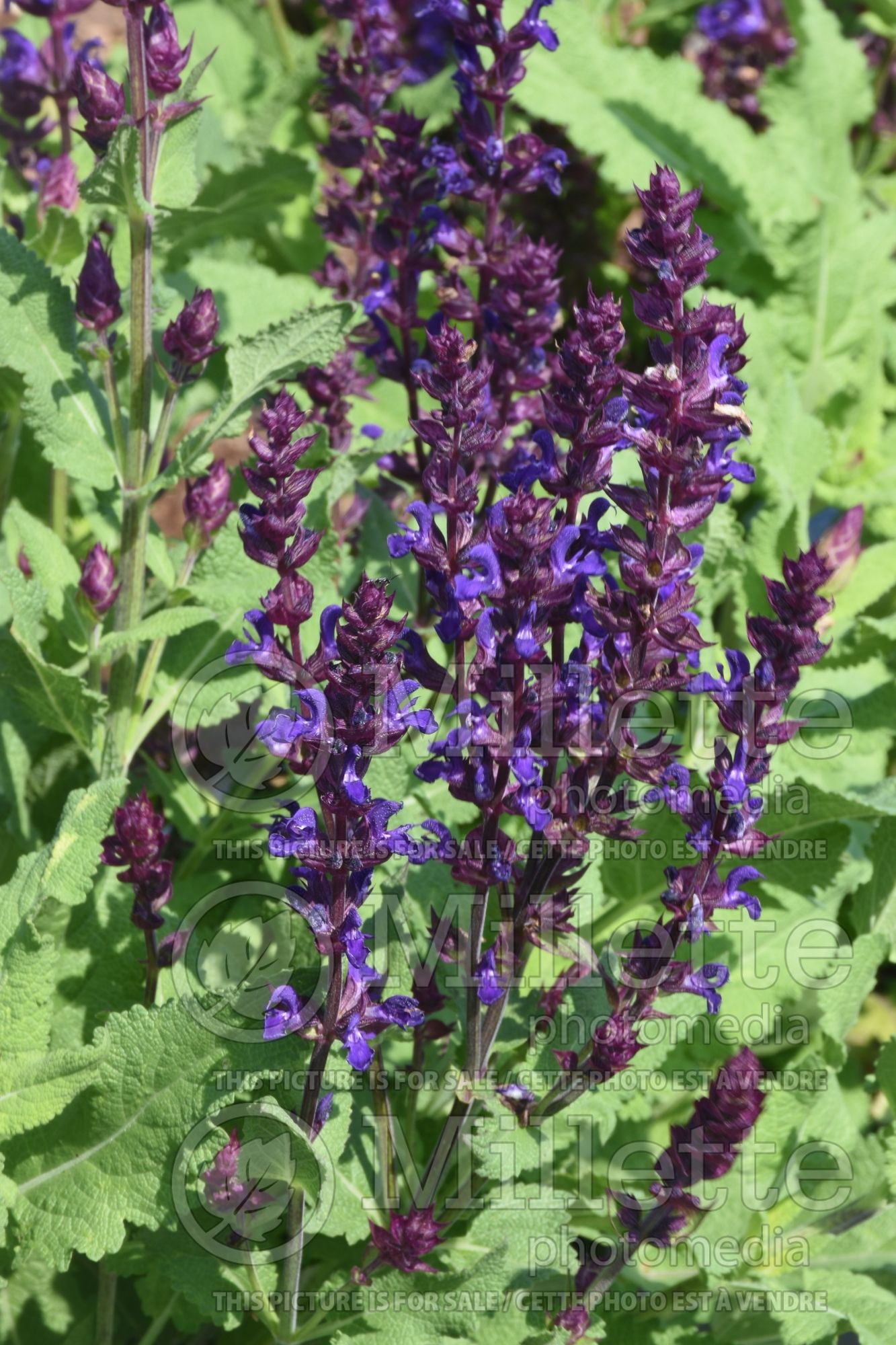 Salvia Salvatore Blue (Sage) 2