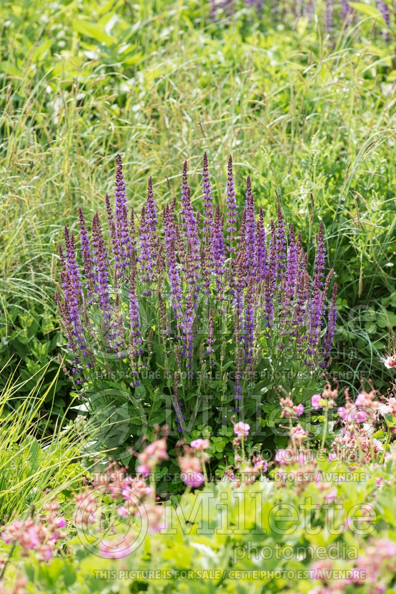 Salvia East Friesland (Sage) 4