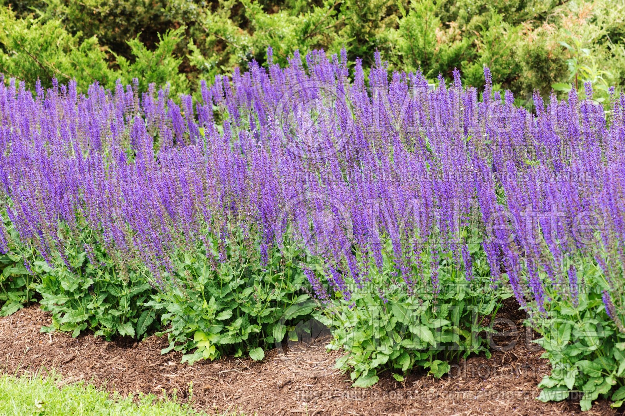 Salvia East Friesland (Sage) 6