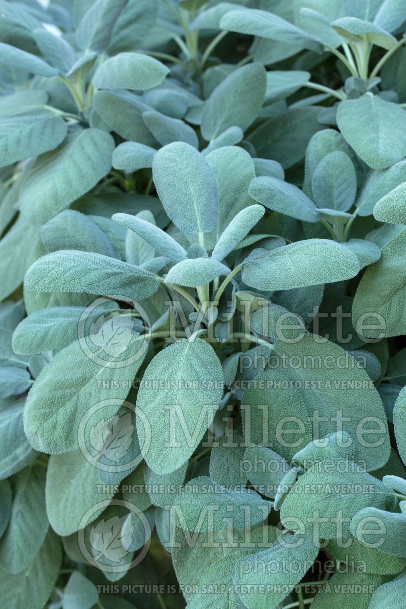 Salvia Berggarten (Sage) 3