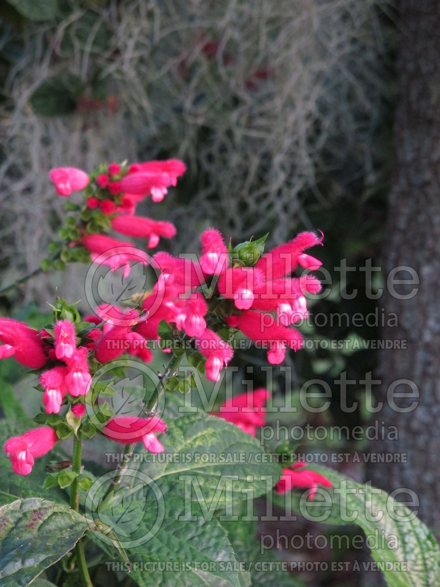 Salvia oxyphora (Fuzzy Bolivian Sage) 2