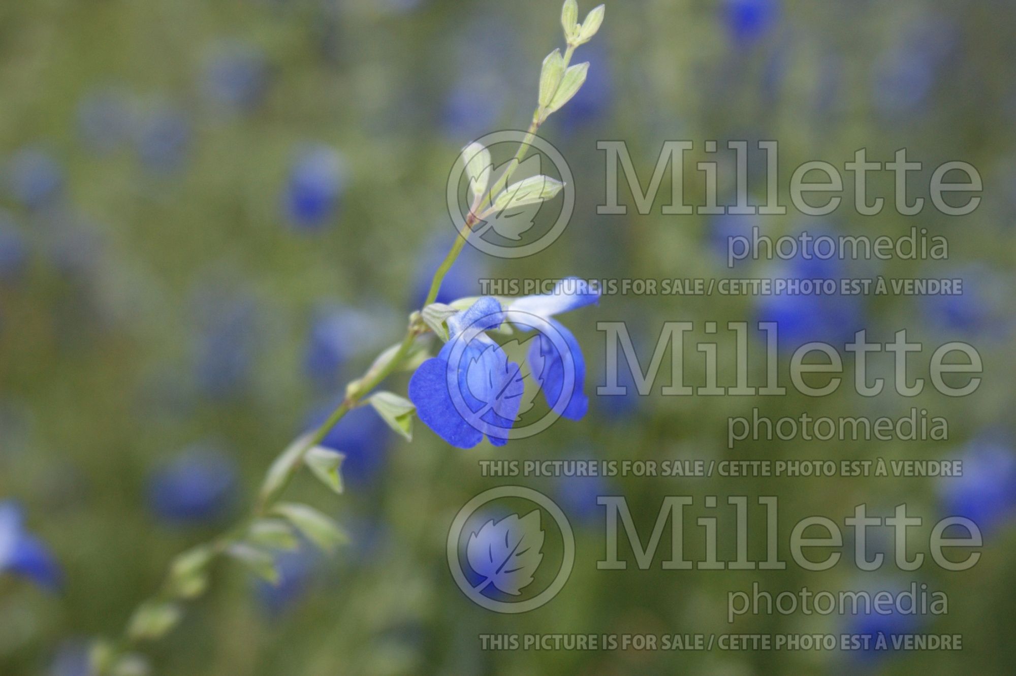 Salvia reptans (Sage) 2