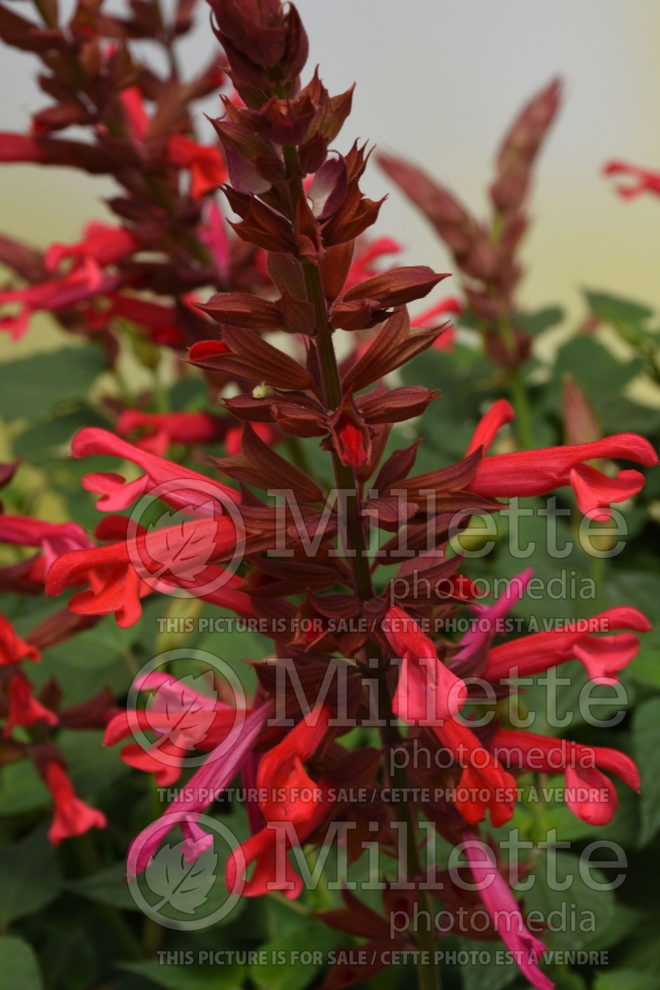 Salvia Roman Red (Sage) 1
