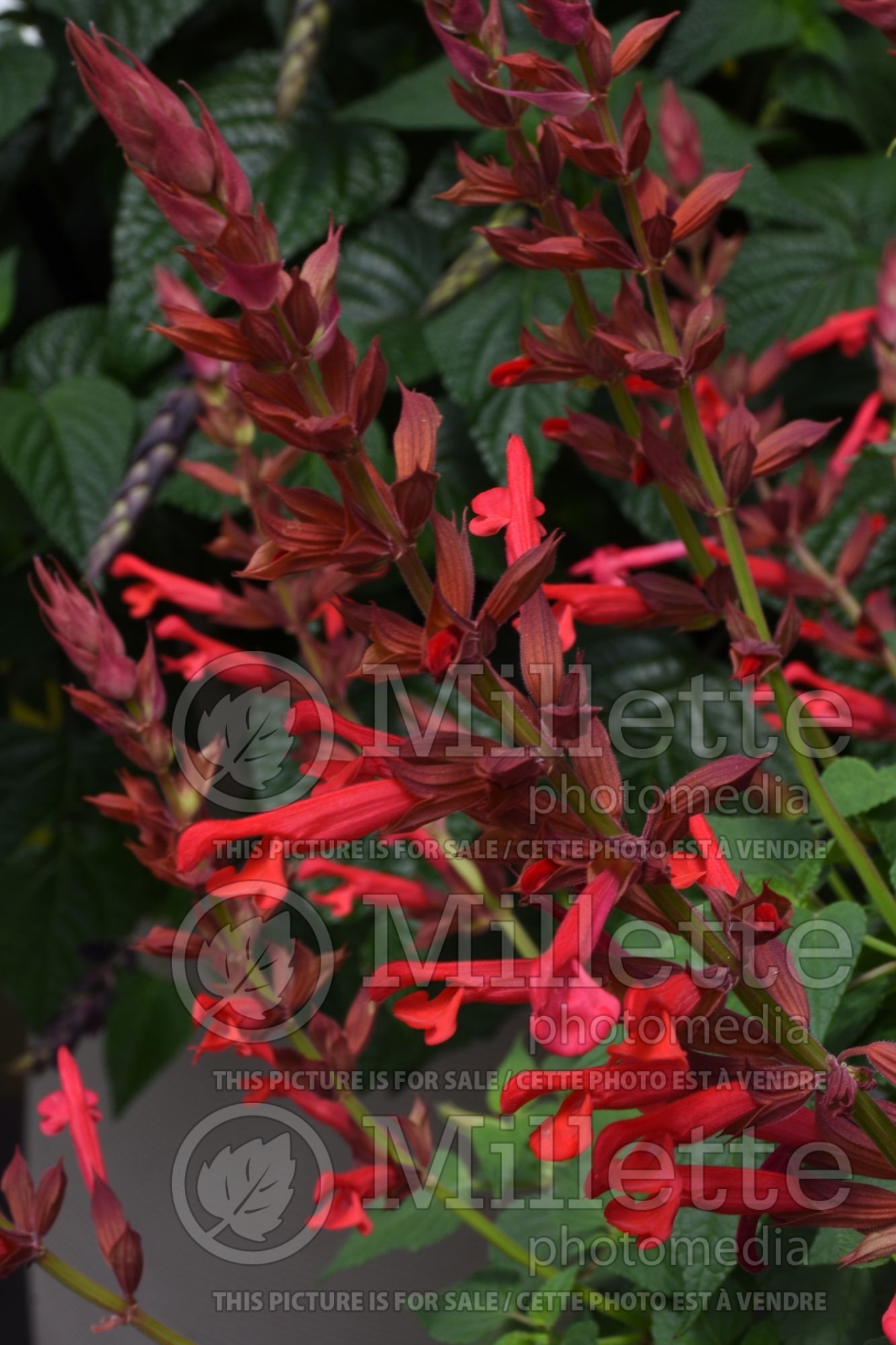 Salvia Roman Red (Sage) 2