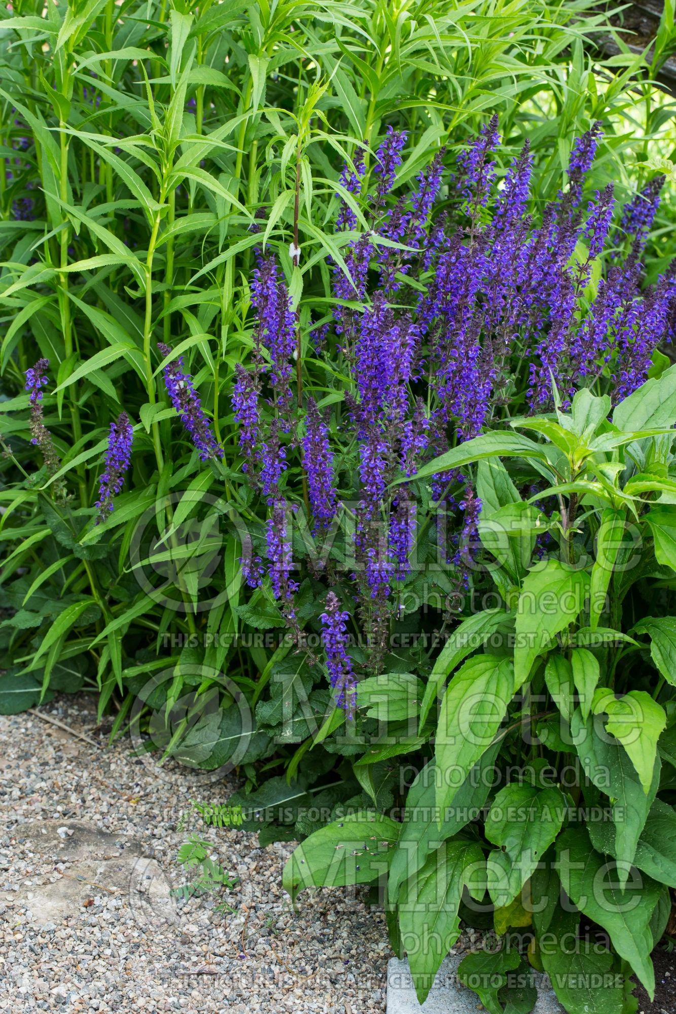 Salvia May Night aka Mainacht (Sage) 12