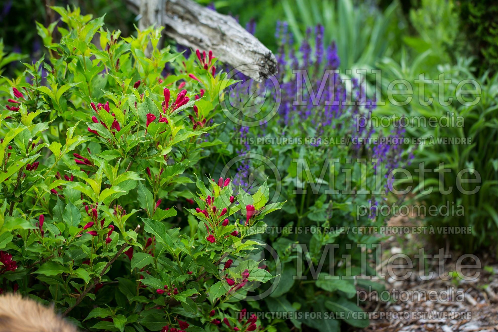 Salvia May Night aka Mainacht (Sage) 13
