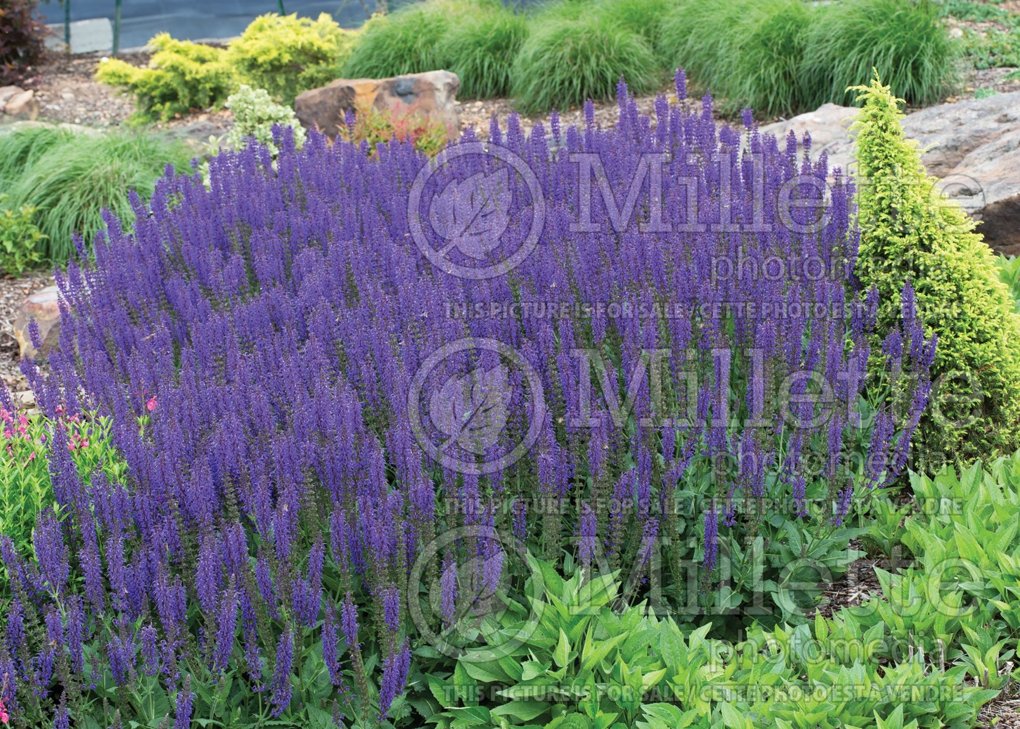 Salvia May Night aka Mainacht (Sage) 9