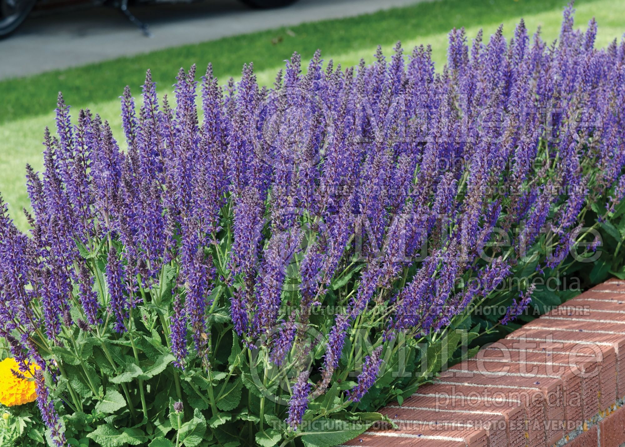 Salvia May Night aka Mainacht (Sage) 10
