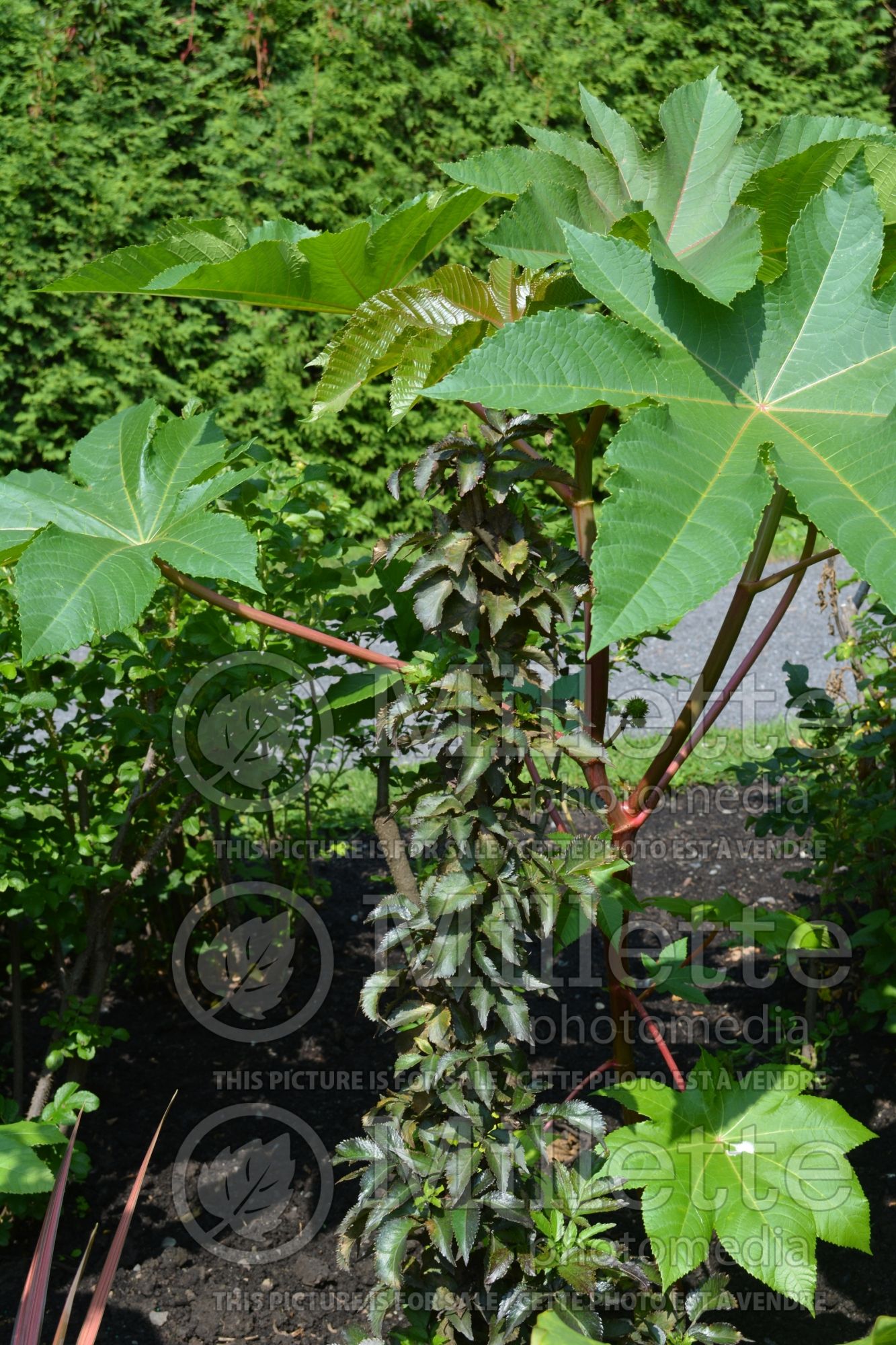 Sambucus Purple Tower (Elderberry) 1