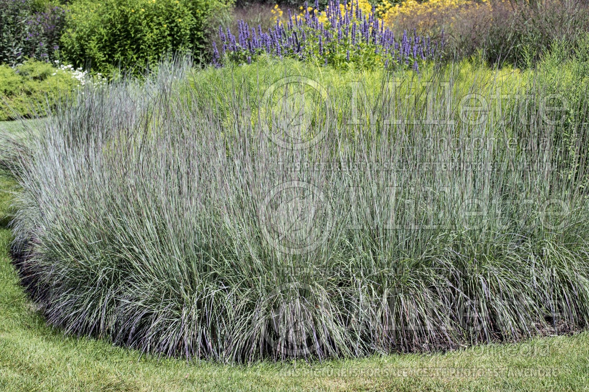 Schizachyrium Blue Heaven (Prairie Beard Grass) 2