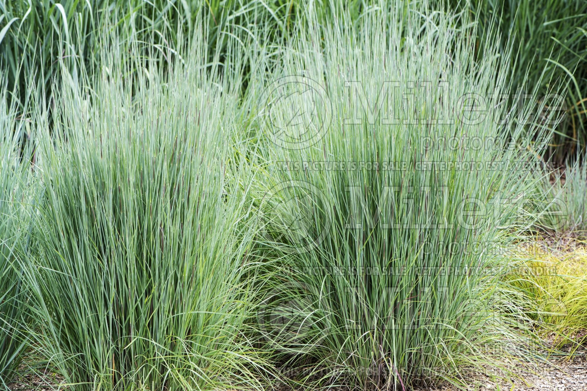 Schizachyrium The Blues (Prairie Beard Grass) 5