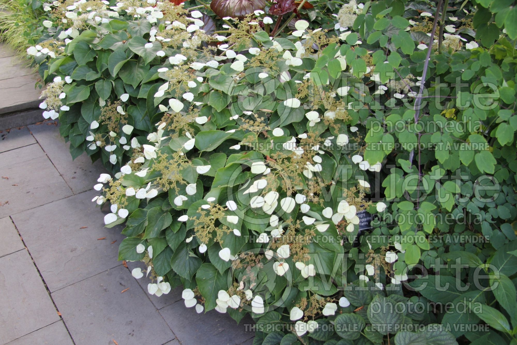 Schizophragma Moonlight (Climbing Hydrangea) 6