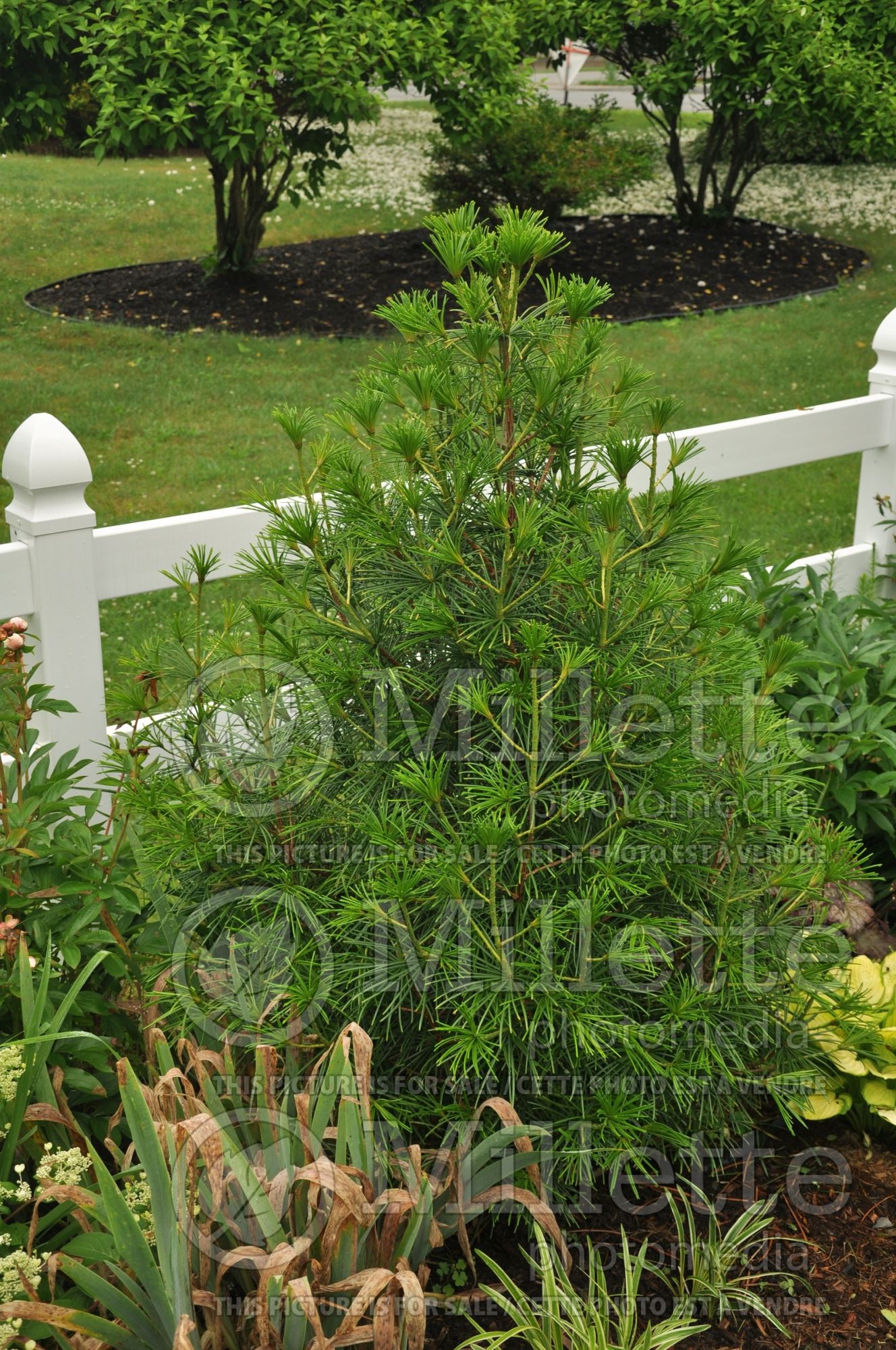 Sciadopitys verticillata (Umbrella Pine conifer) 2