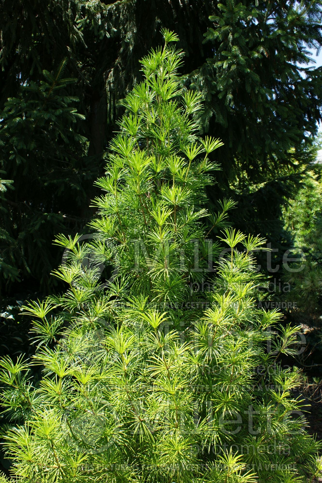 Sciadopitys verticillata (Umbrella Pine conifer) 8