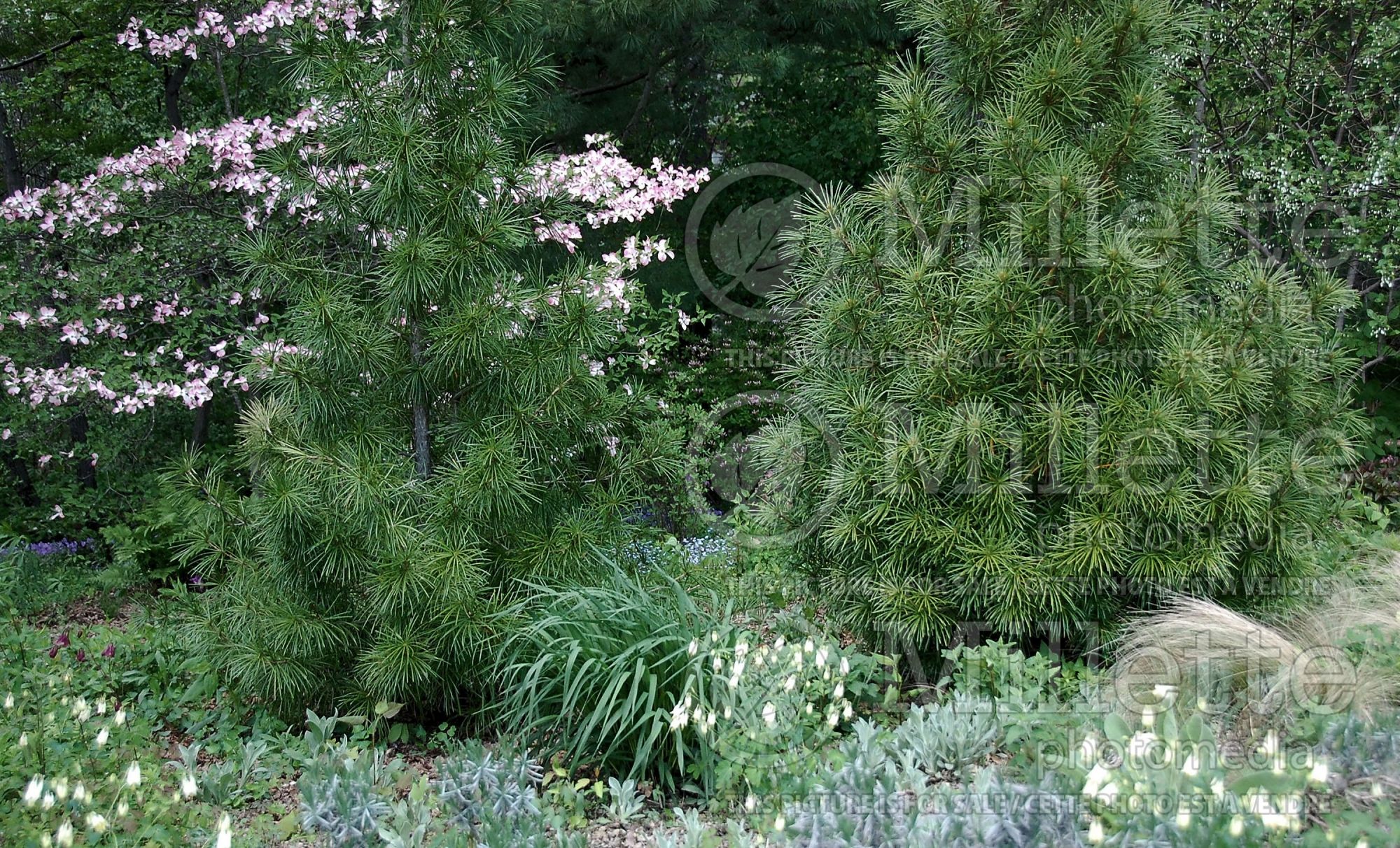 Sciadopitys verticillata (Umbrella Pine conifer) 7
