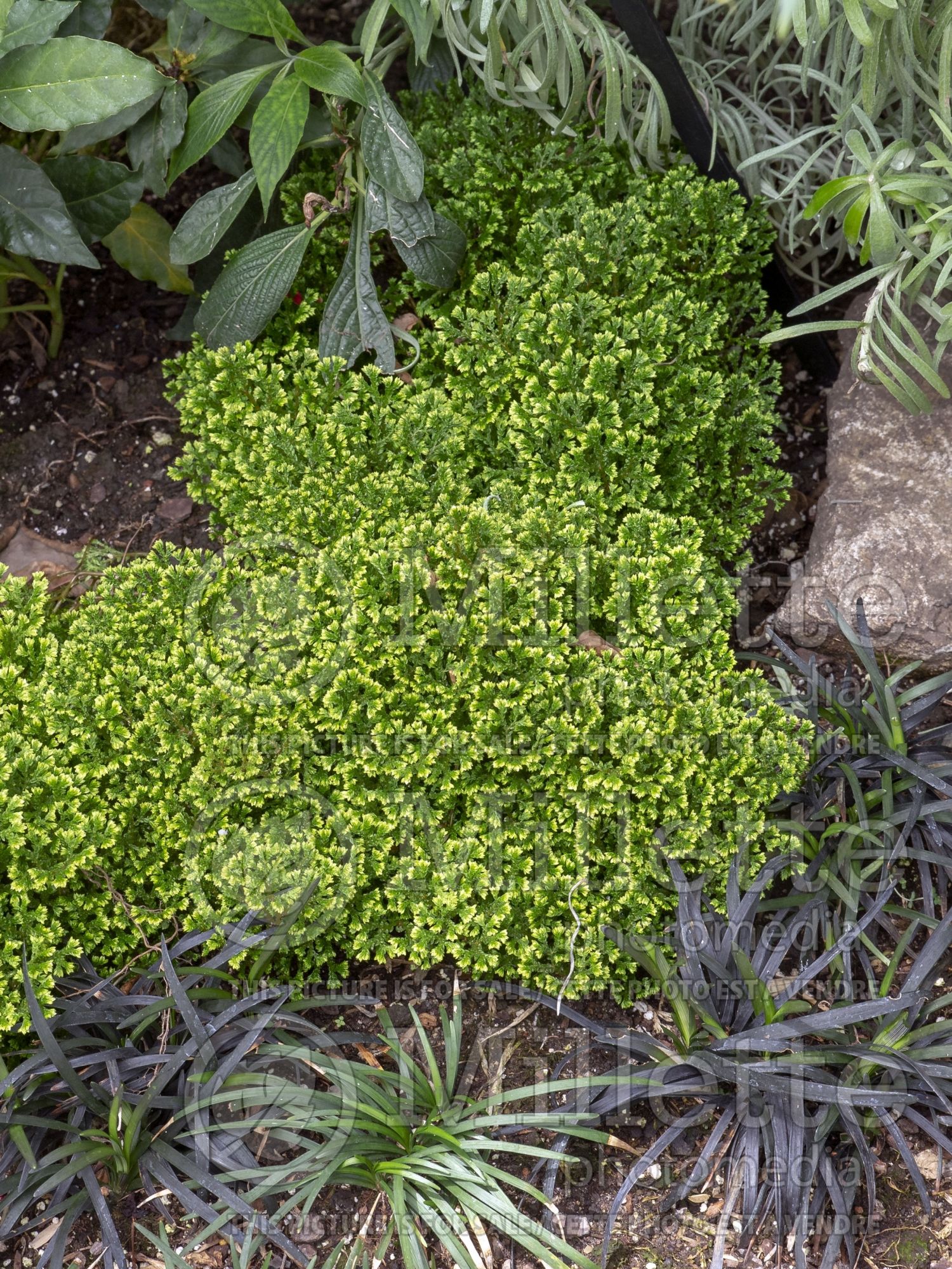 Selaginella Avatar (Club moss) 1