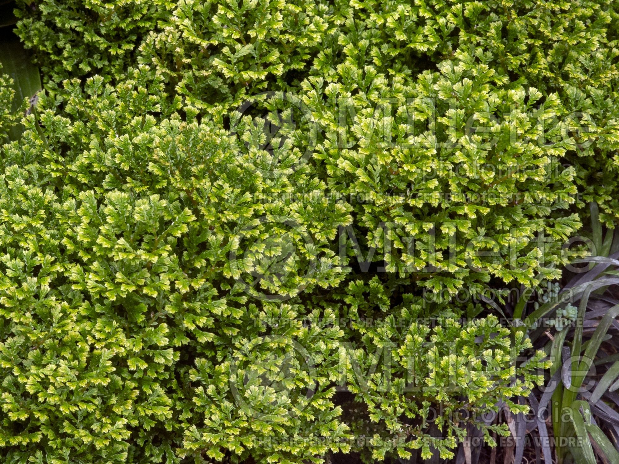 Selaginella Avatar (Club moss) 2