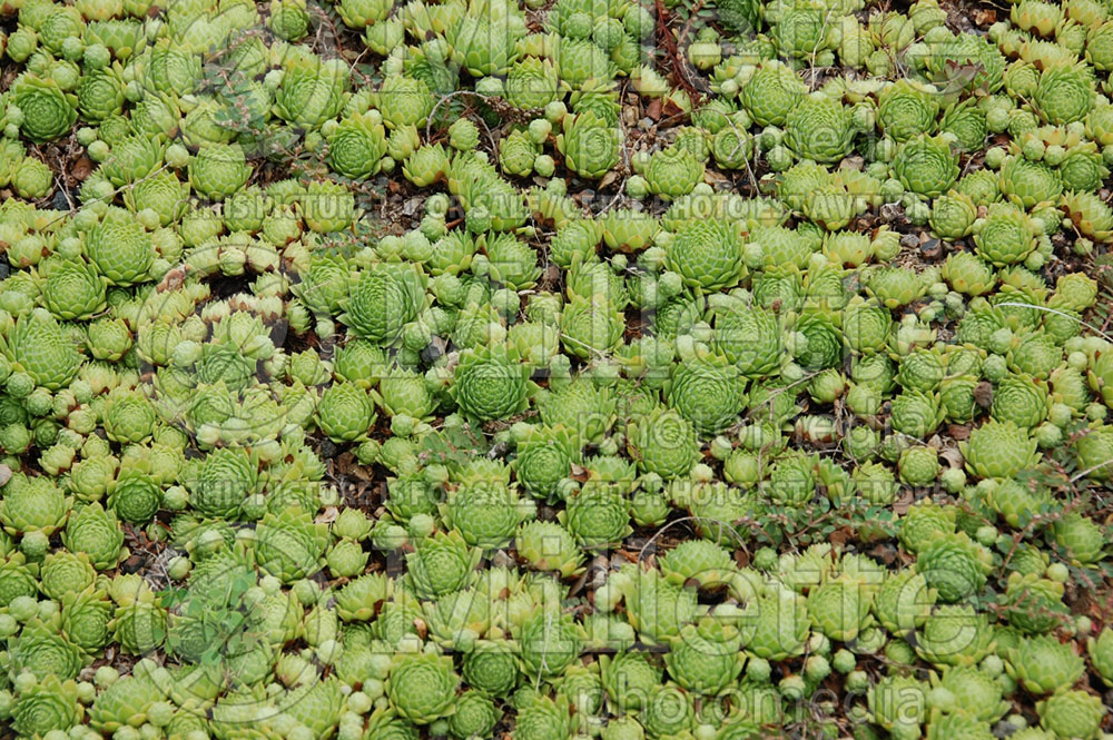 Sempervivum Braunii Joubarbe 2
