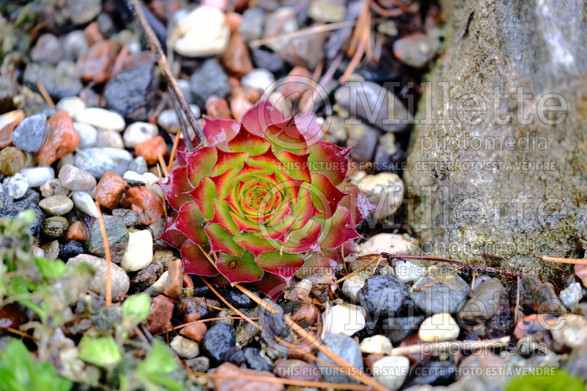 Sempervivum Chick Charms Gold Nugget (Houseleeks Hen and Chicks) 1