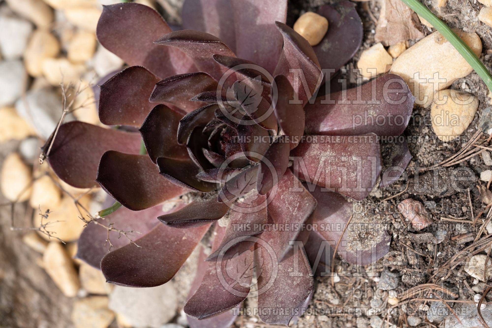Sempervivum Peggy (Hens & Chicks) 1