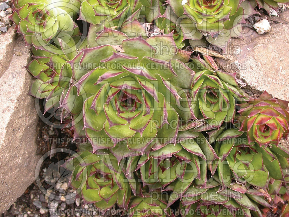 Sempervivum Red Heart Joubarbe 1
