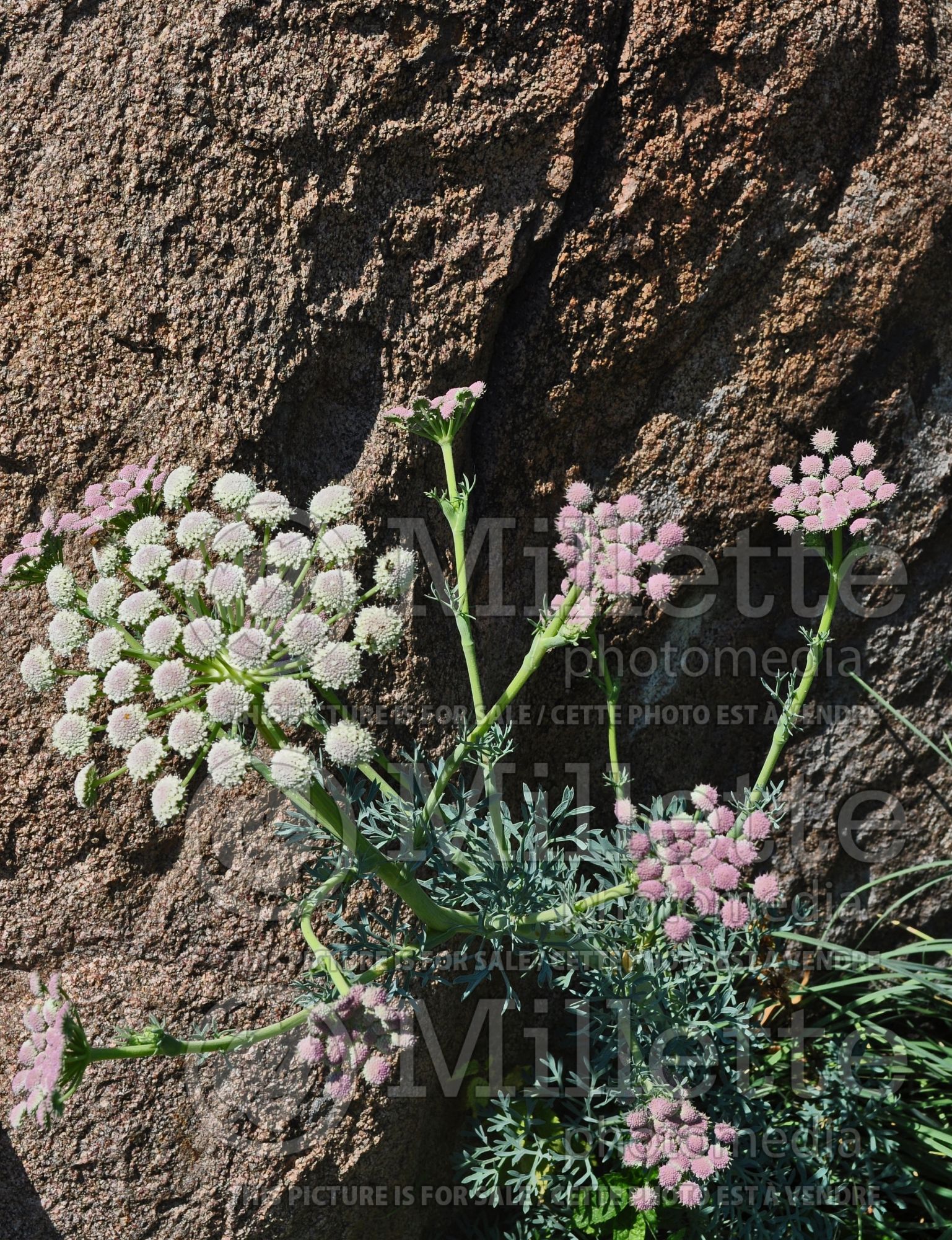 Seseli gummiferum (moon carrot) 2