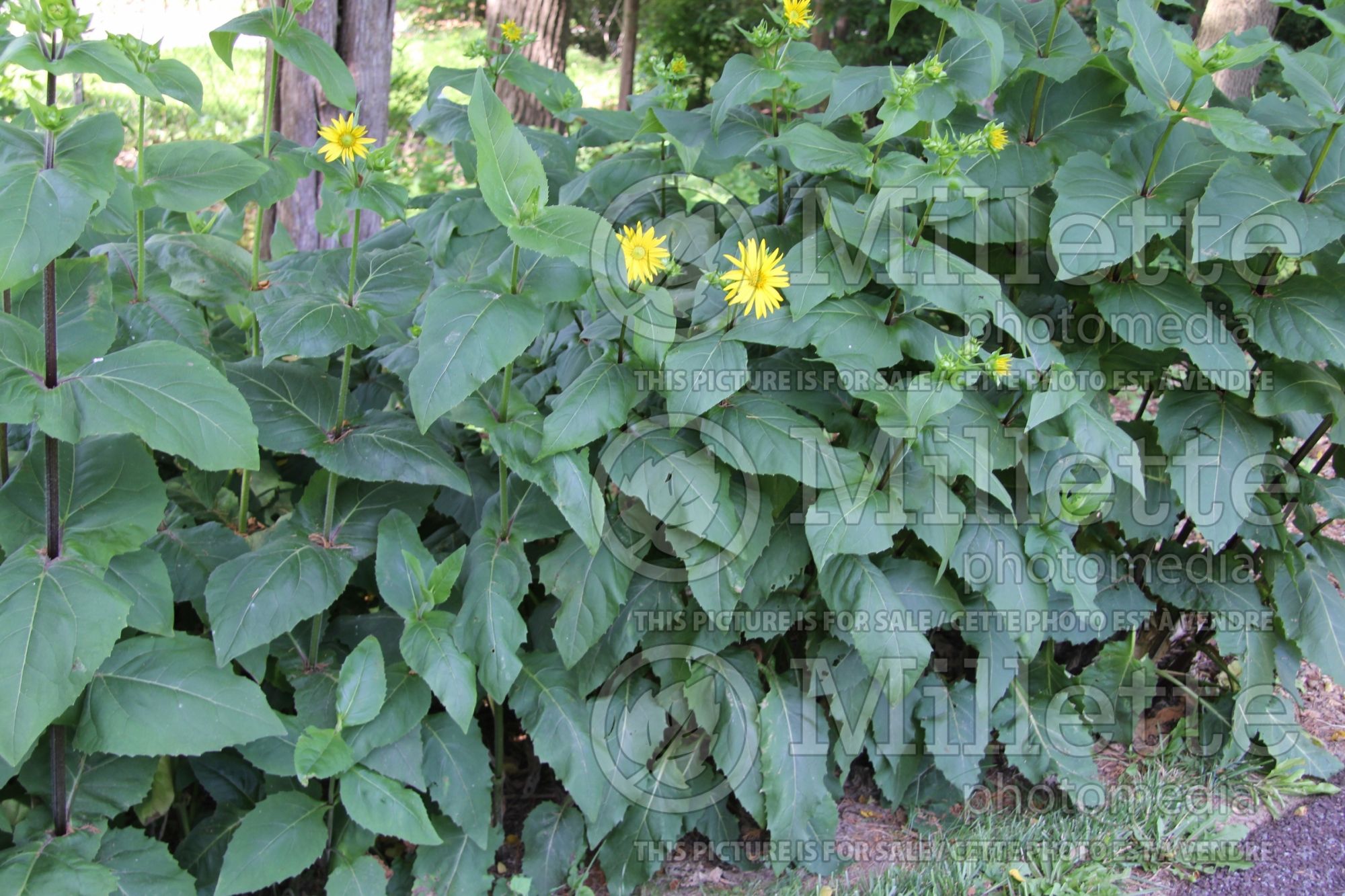 Silphium connatum (Cup Plant) 1