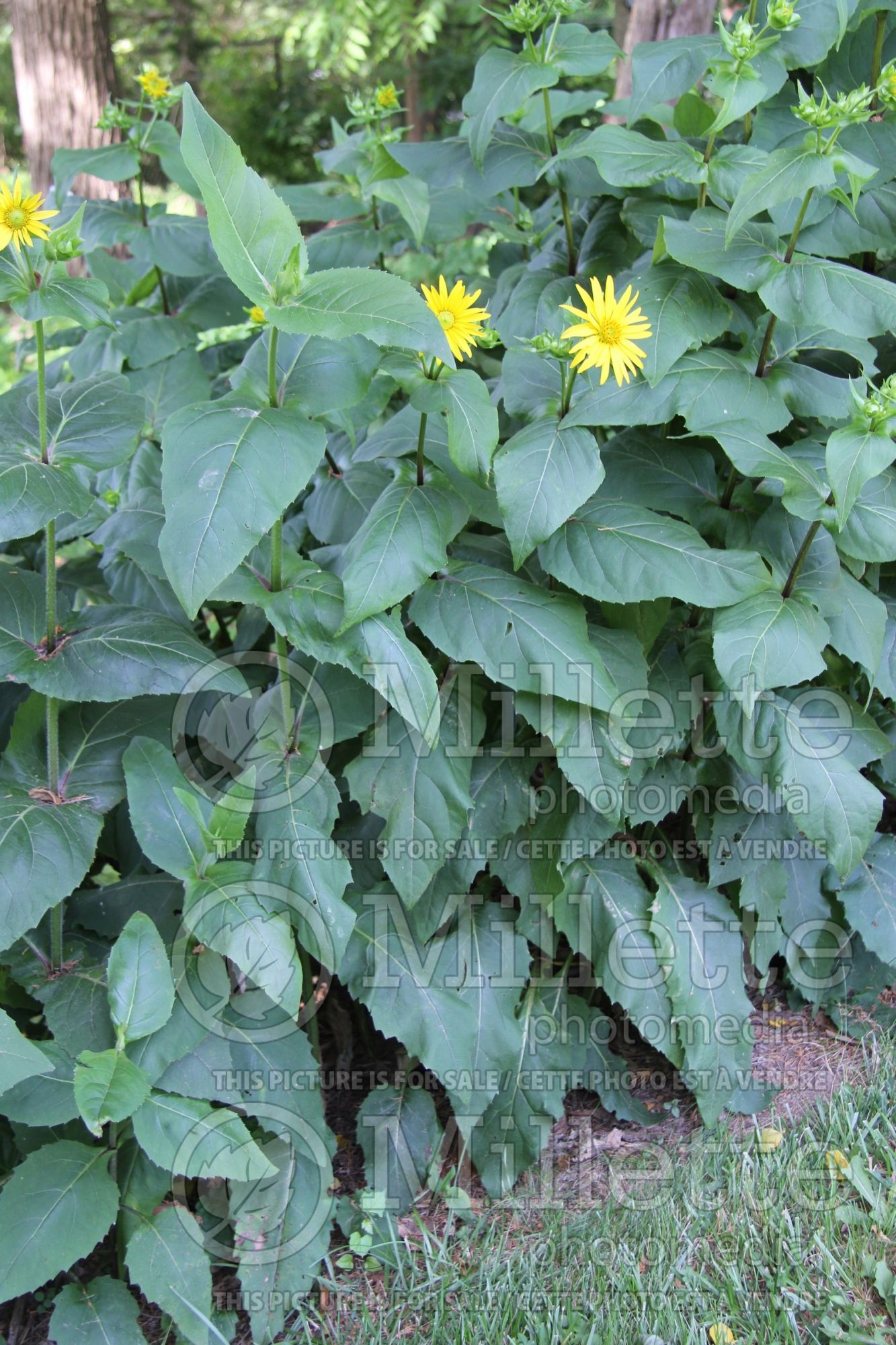 Silphium connatum (Cup Plant) 2