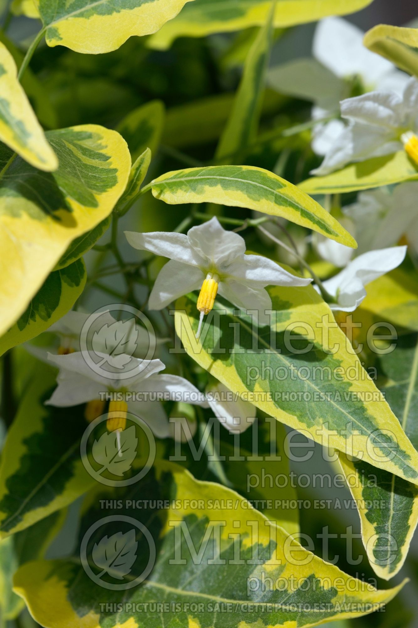 Solanum Variegata (Potato Vine) 2