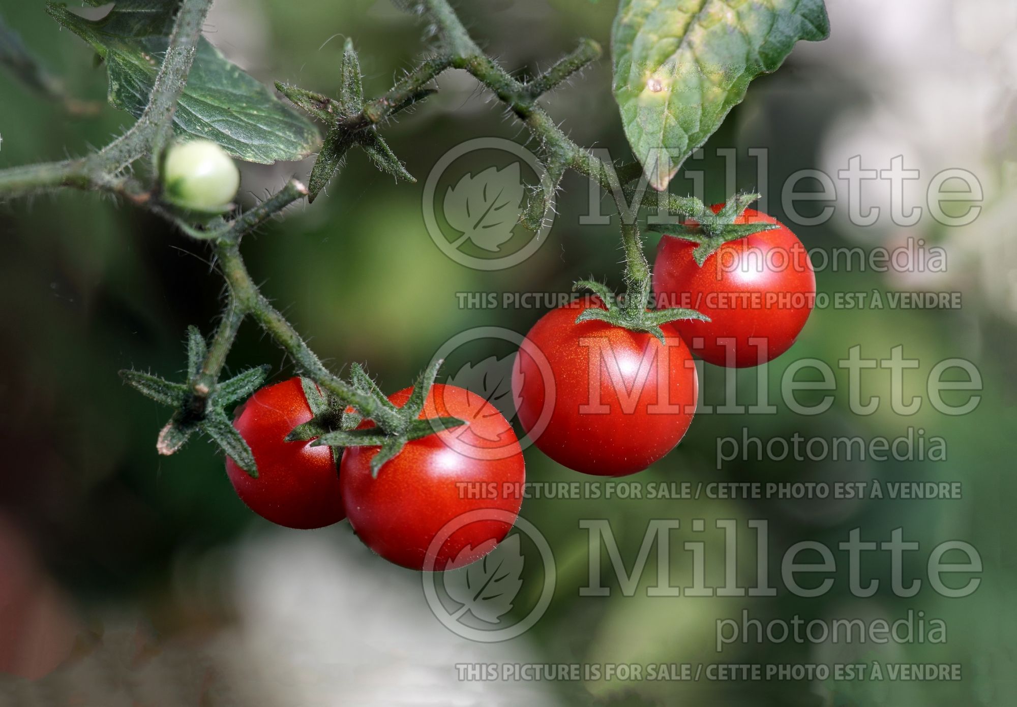 Solanum Baby Boomer (Cherry Tomato vegetable) 2