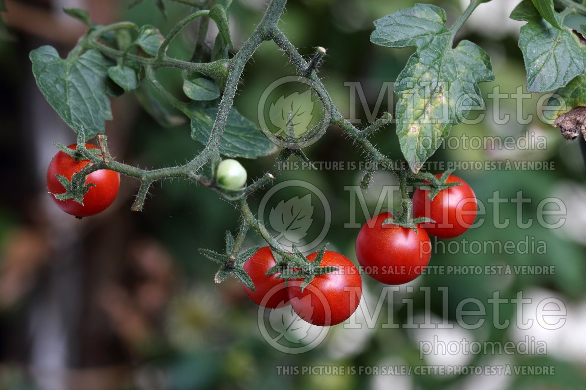 Solanum Baby Boomer (Cherry Tomato vegetable) 3