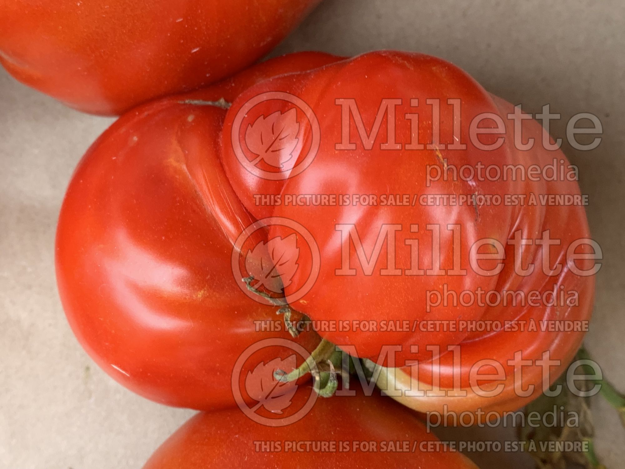 Solanum Buffalo Steak (Tomato vegetable) 2