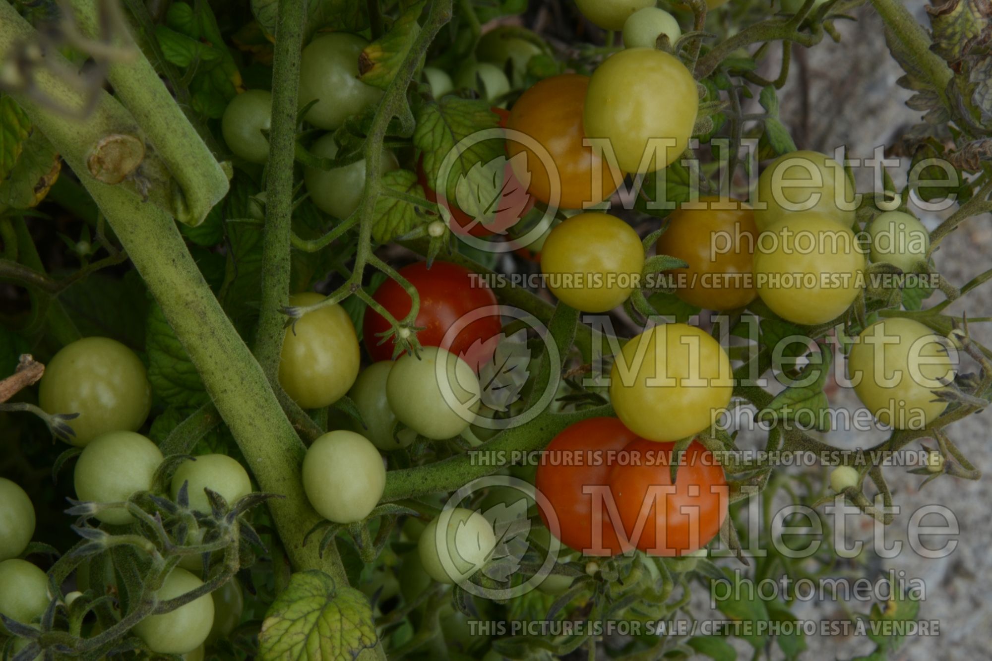 Solanum Candyland Red (currant Tomato) 1