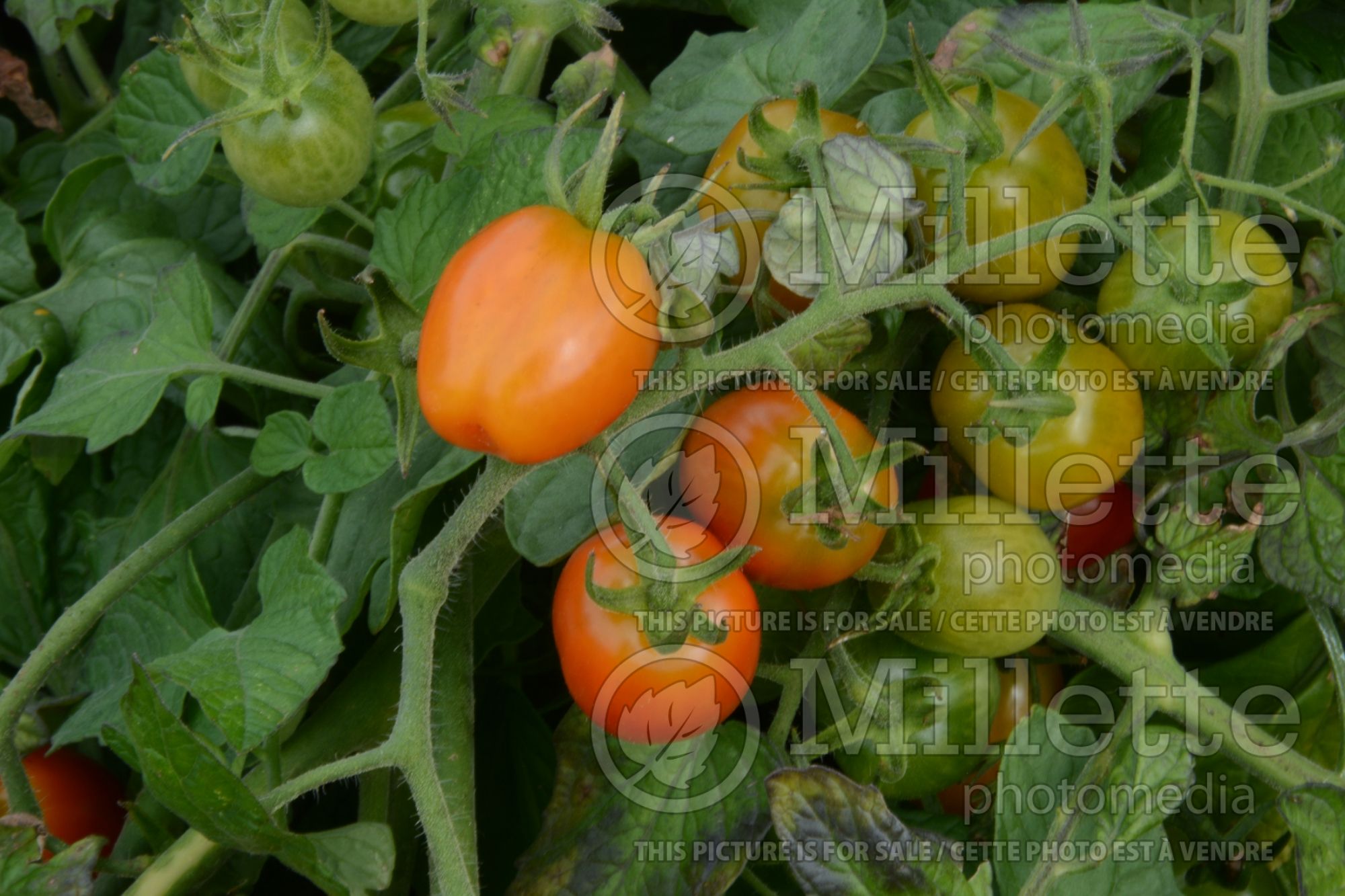 Solanum Fantastico (Tomato) 2