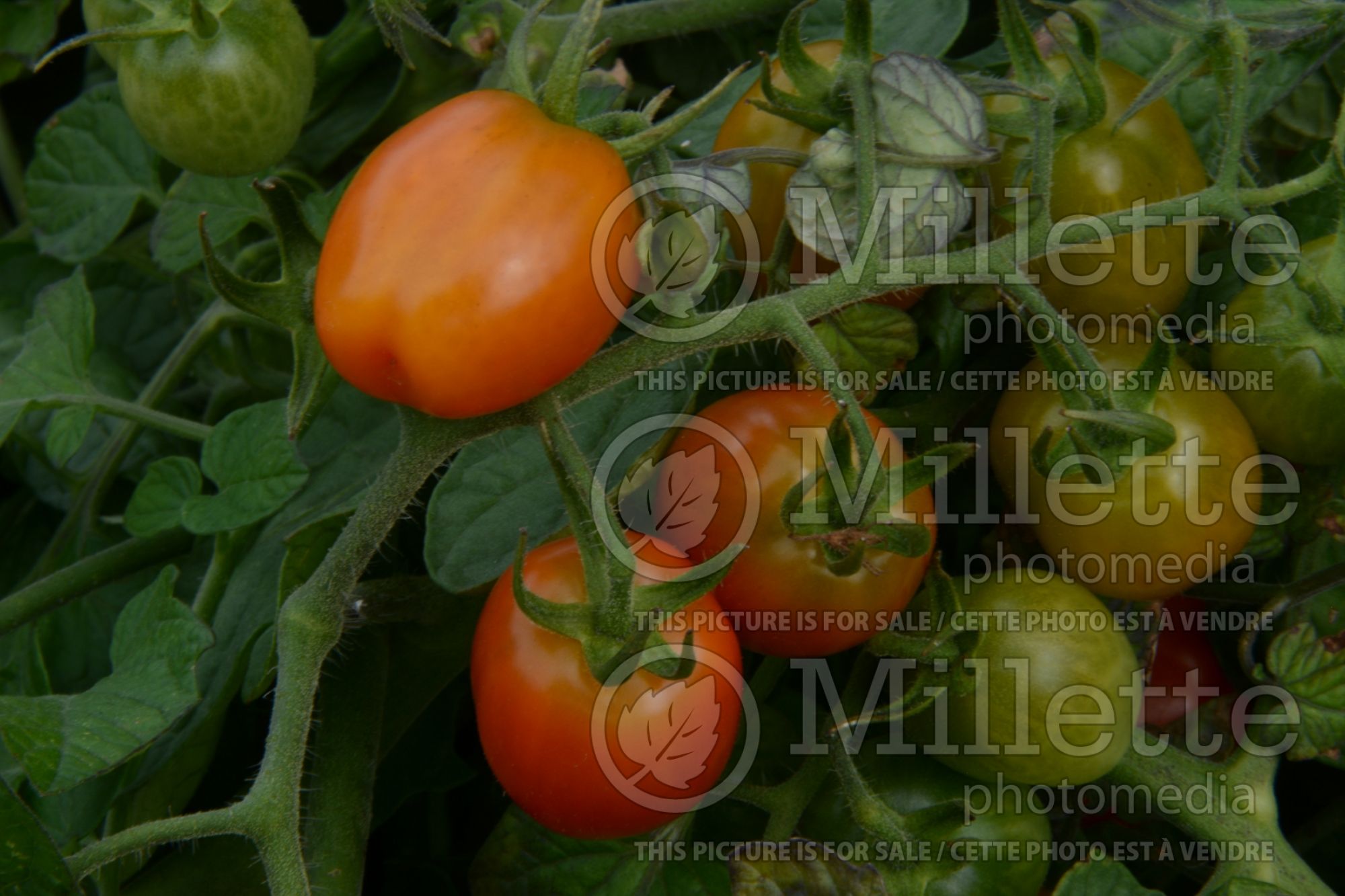 Solanum Fantastico (Tomato) 1
