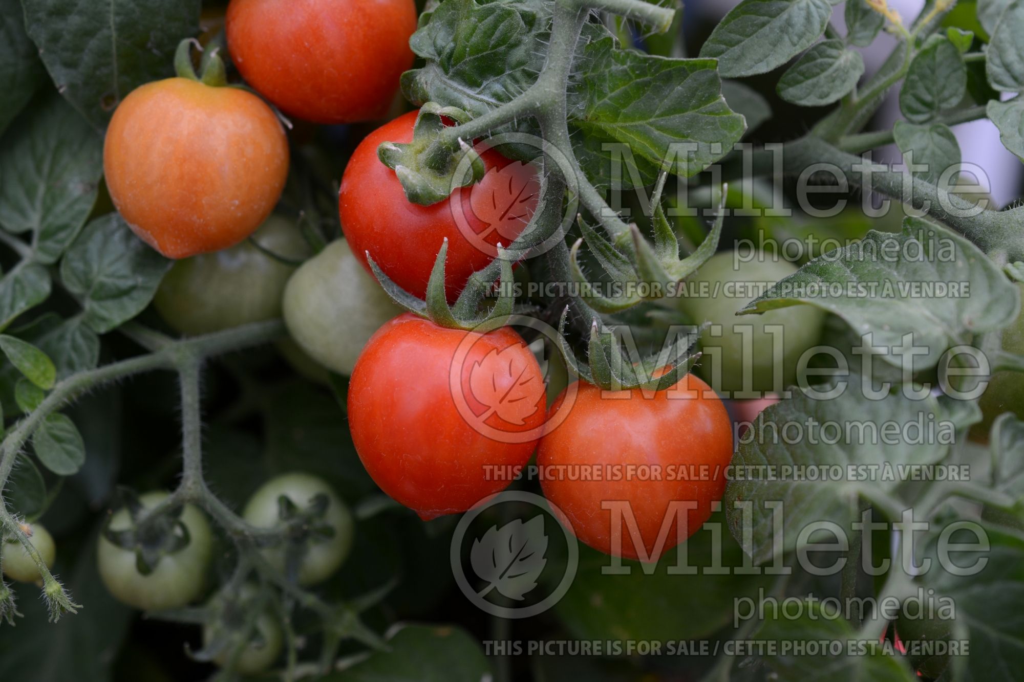 Solanum Heartbreaker Dora (Tomato) 1