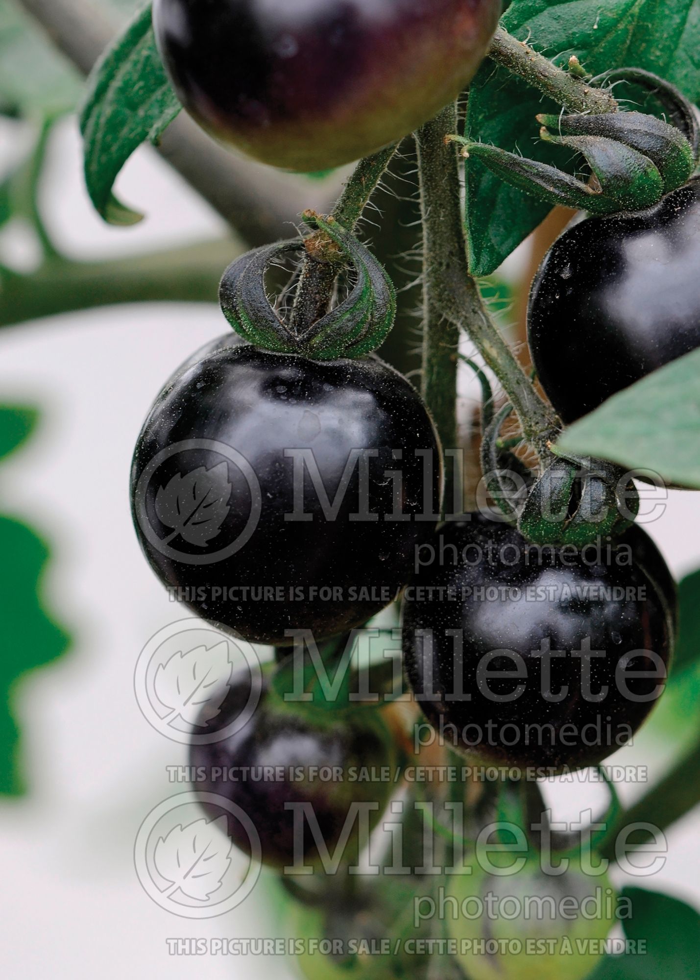 Solanum Indigo Rose (Tomato vegetable) 4
