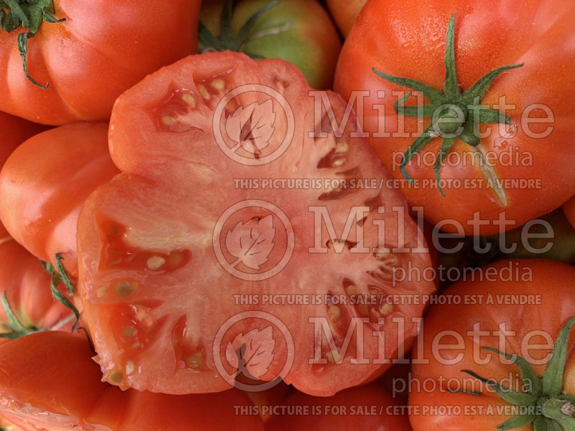 Solanum Oxheart aka Coeur de Boeuf aka Reif Red (Tomato vegetable) 6