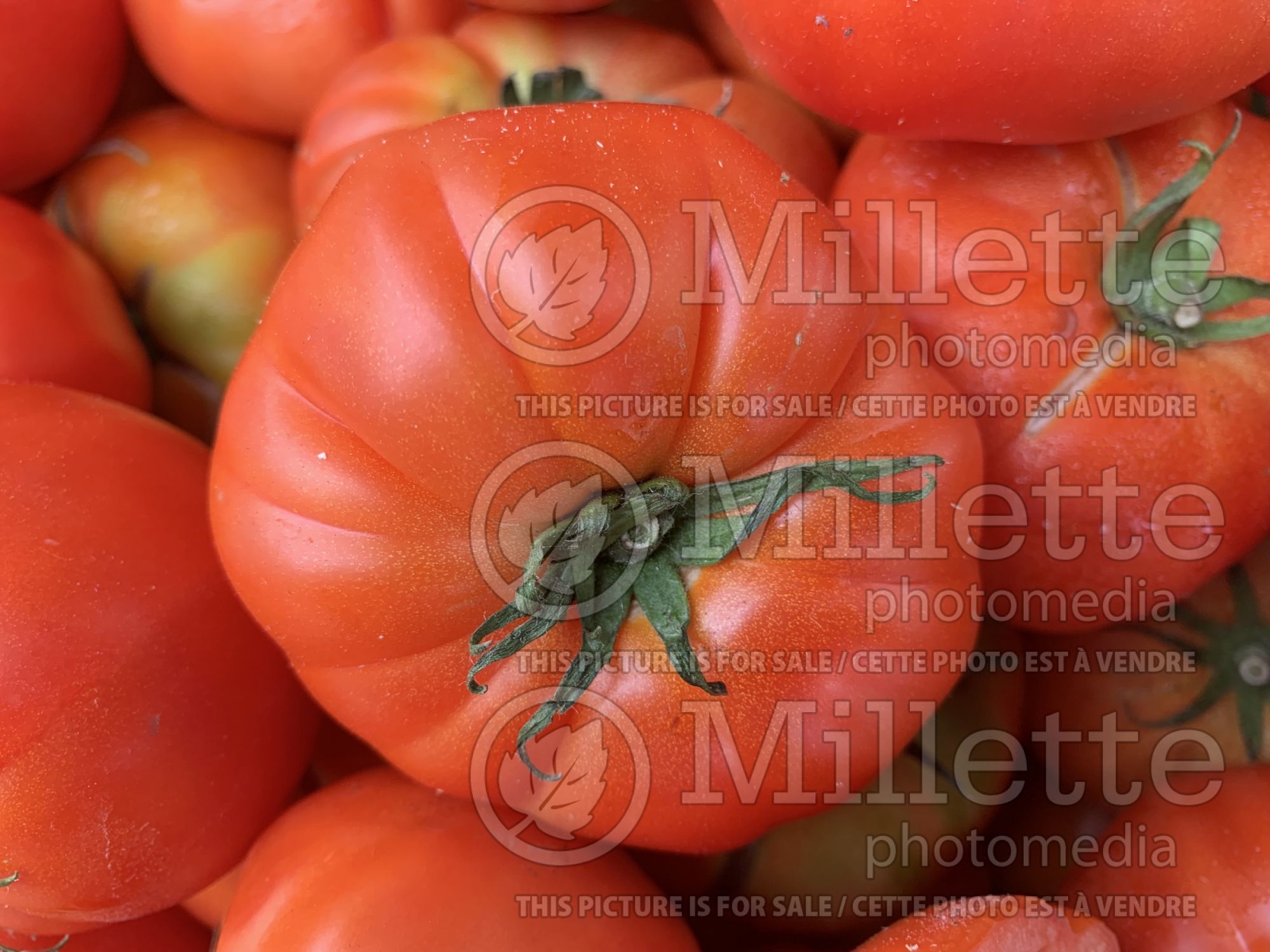 Solanum Oxheart aka Coeur de Boeuf aka Reif Red (Tomato vegetable) 7