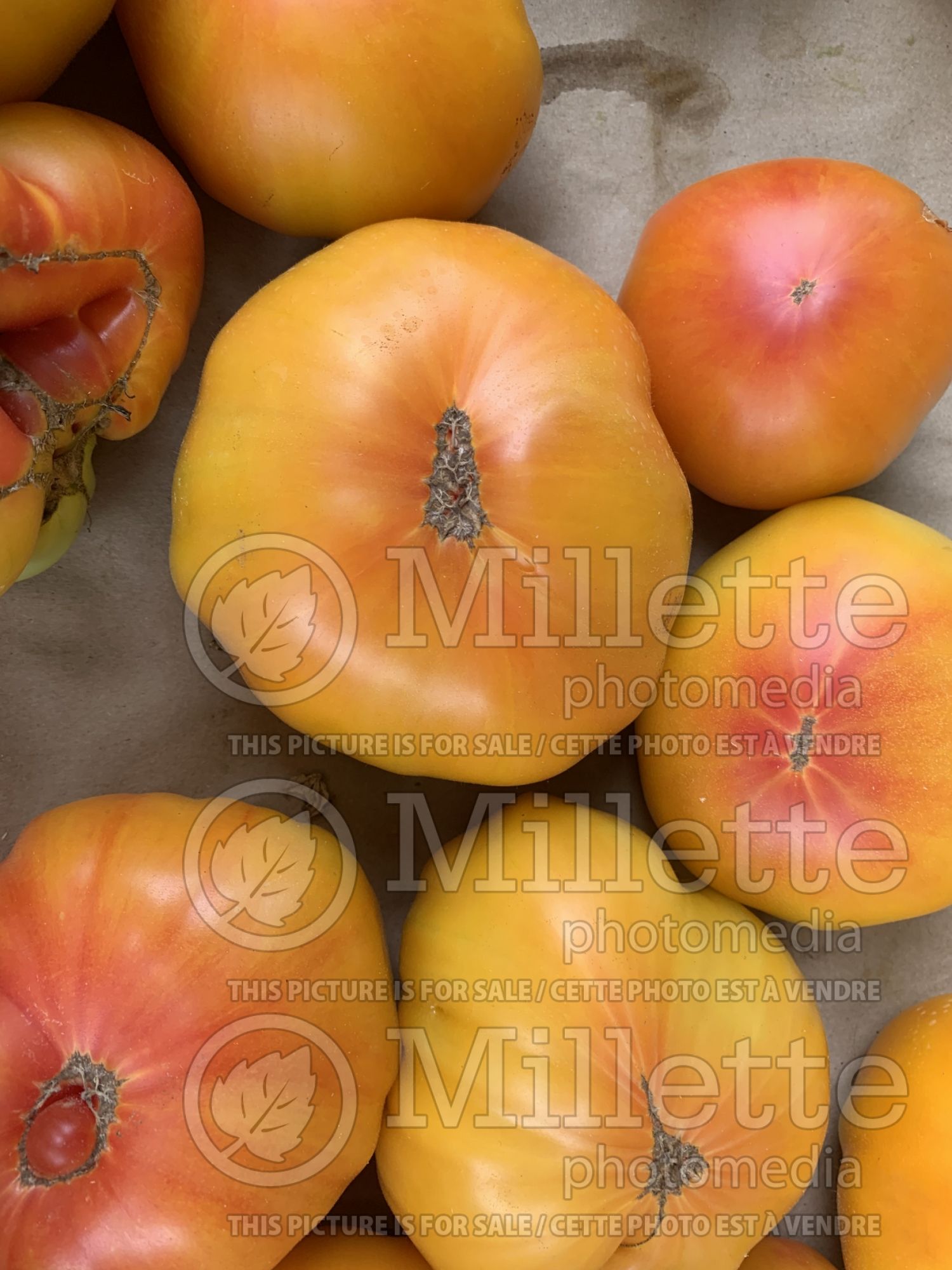 Solanum Pineapple aka Ananas (Tomato vegetable) 2