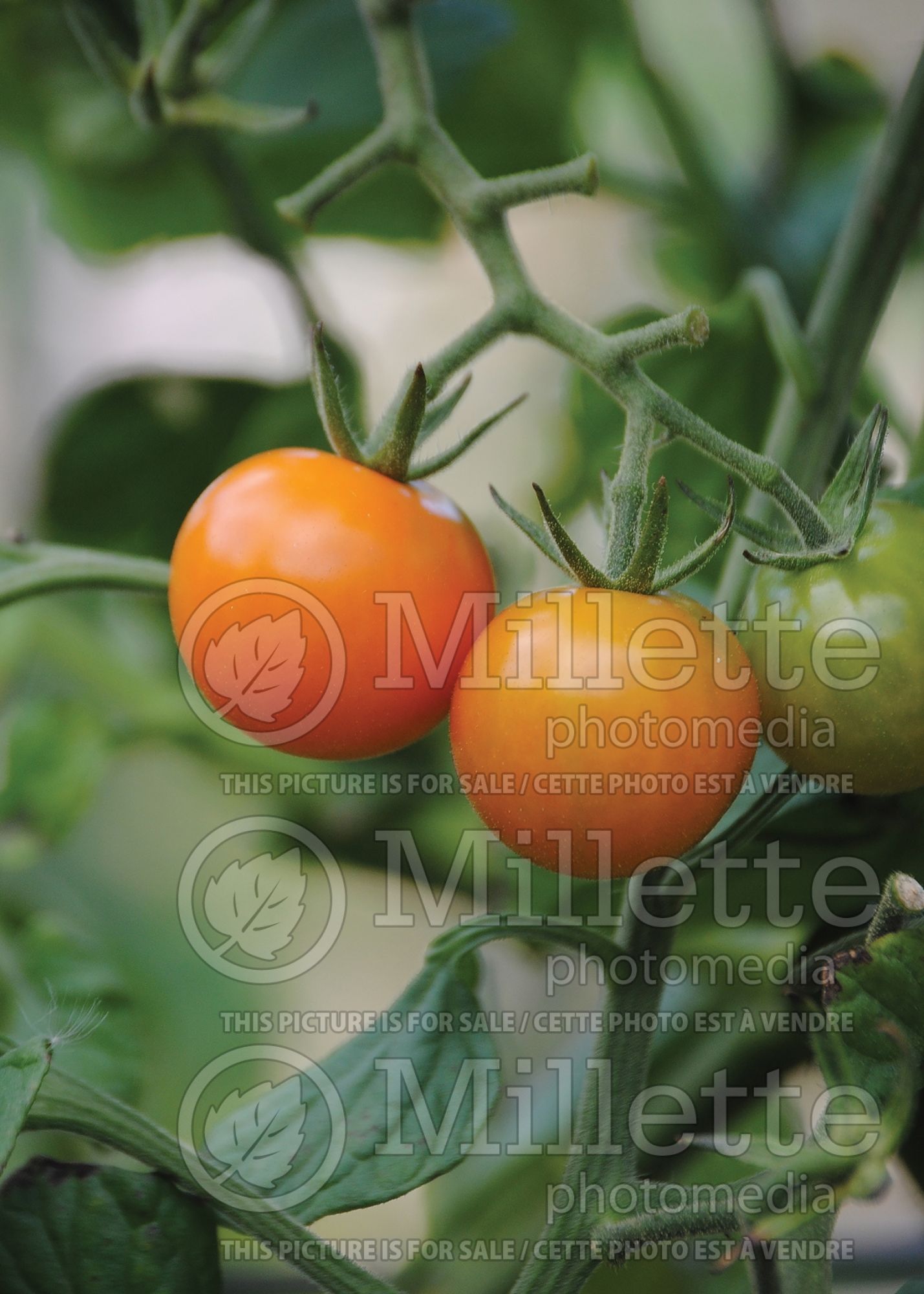 Solanum Sungold aka Sun Gold (Cherry Tomato vegetable) 2