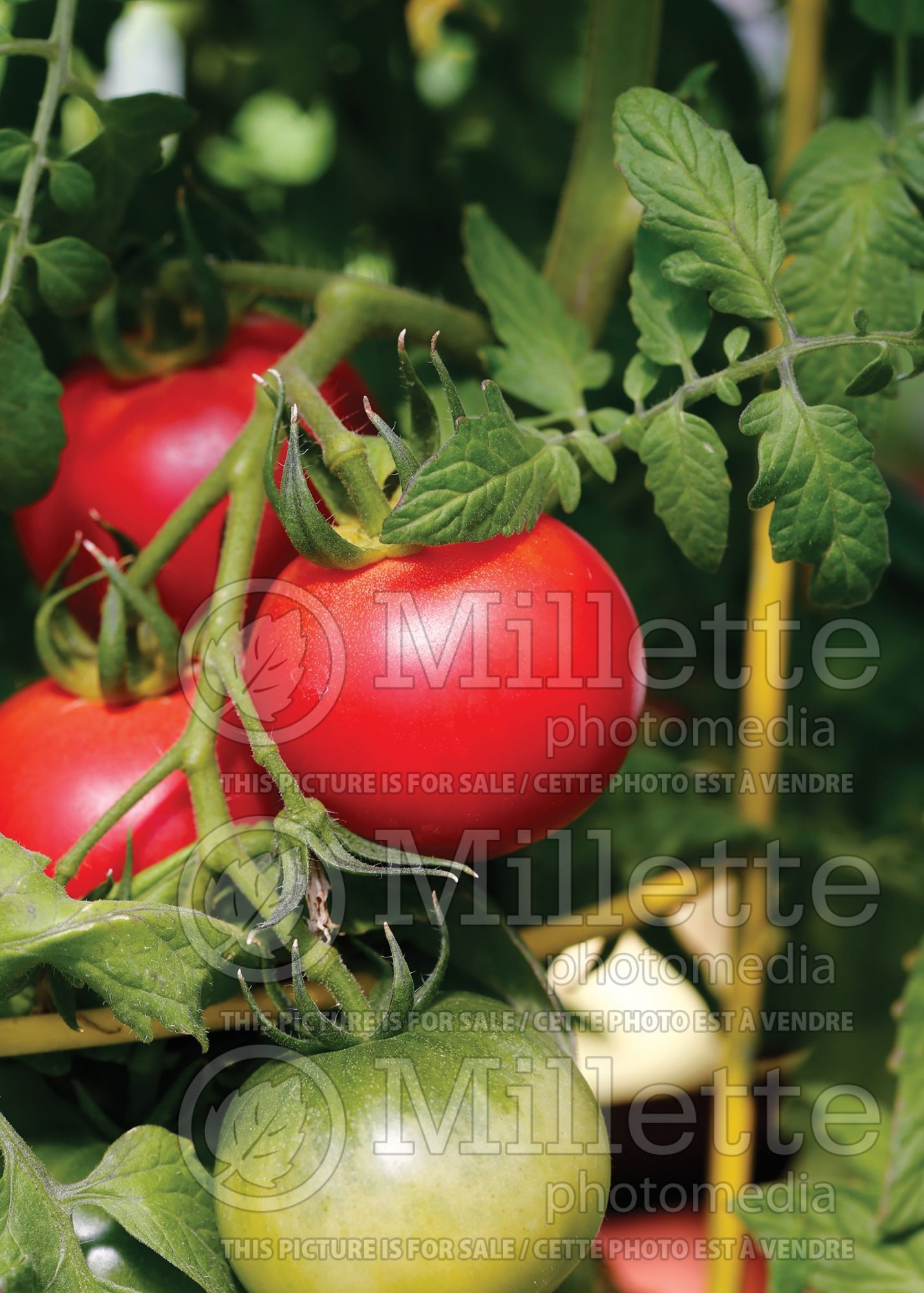 Solanum Think Pink (Tomato vegetable) 1